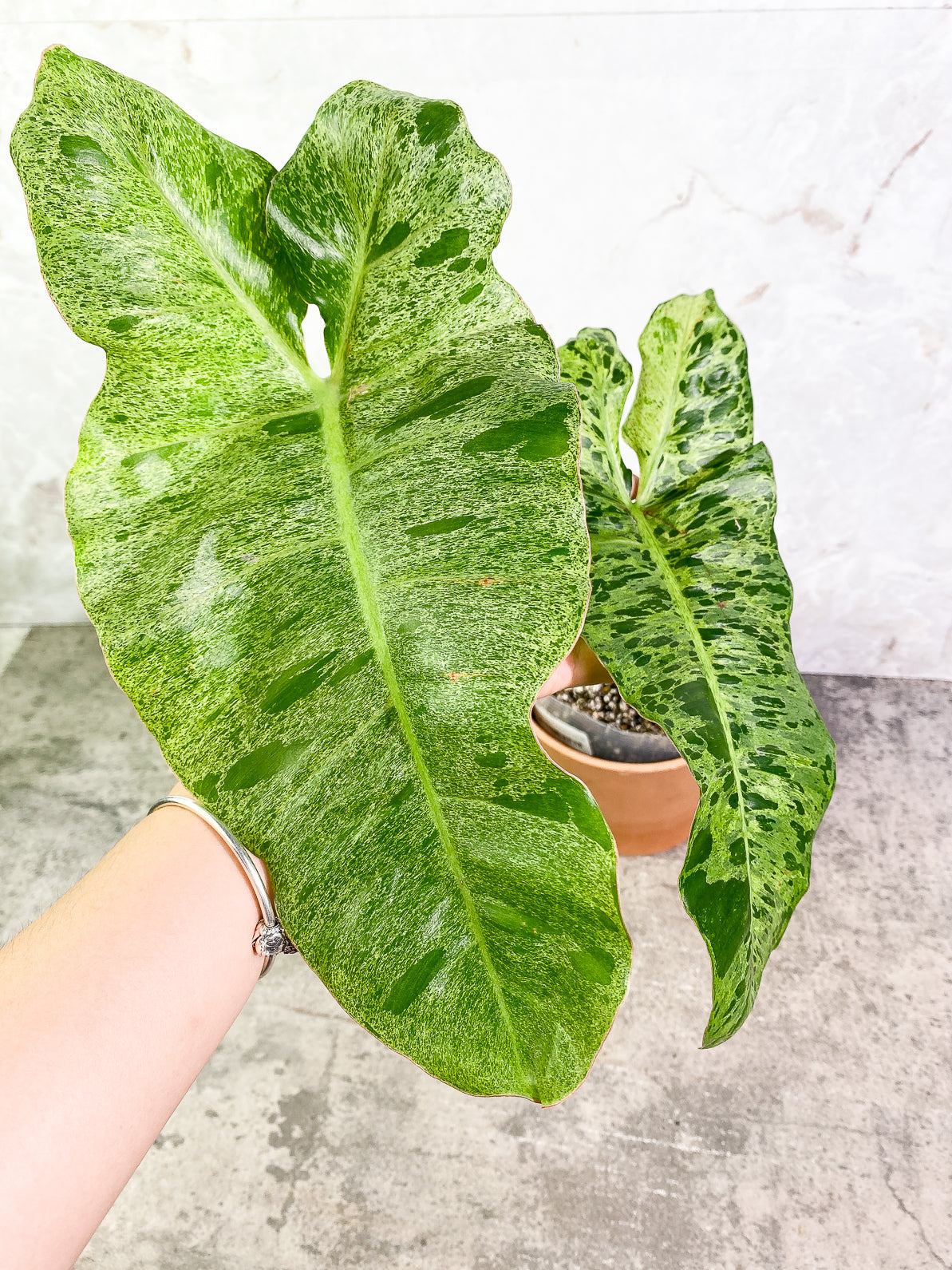 Philodendron Paraiso Verde 2 leaves rooted