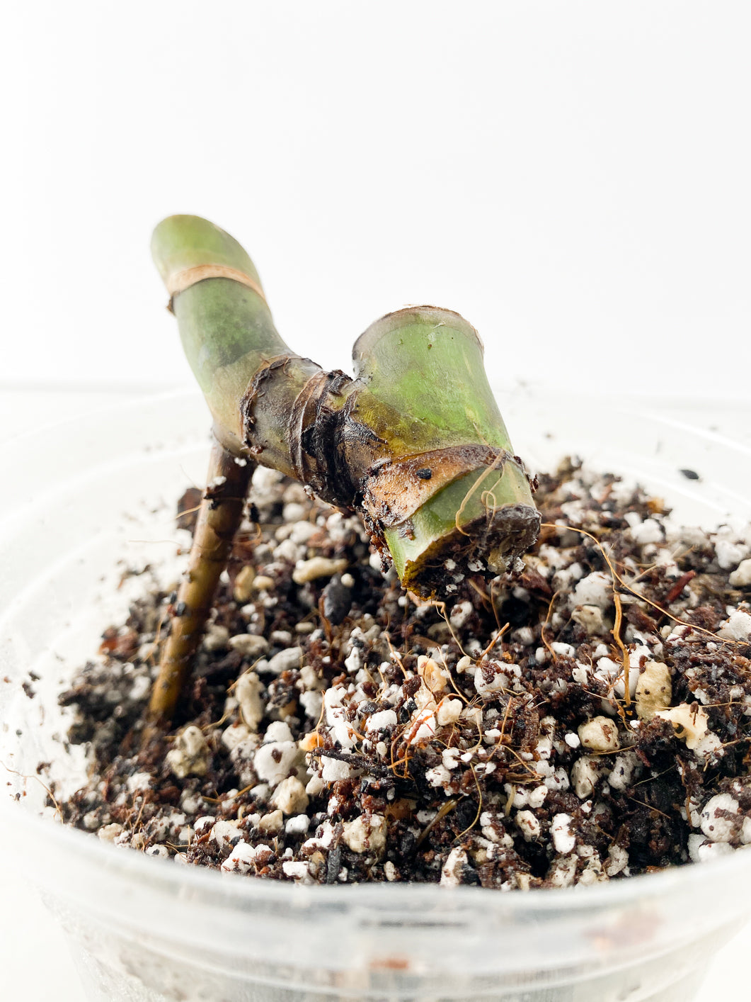 Monstera Aurea tricolor multiple nodes rooted
