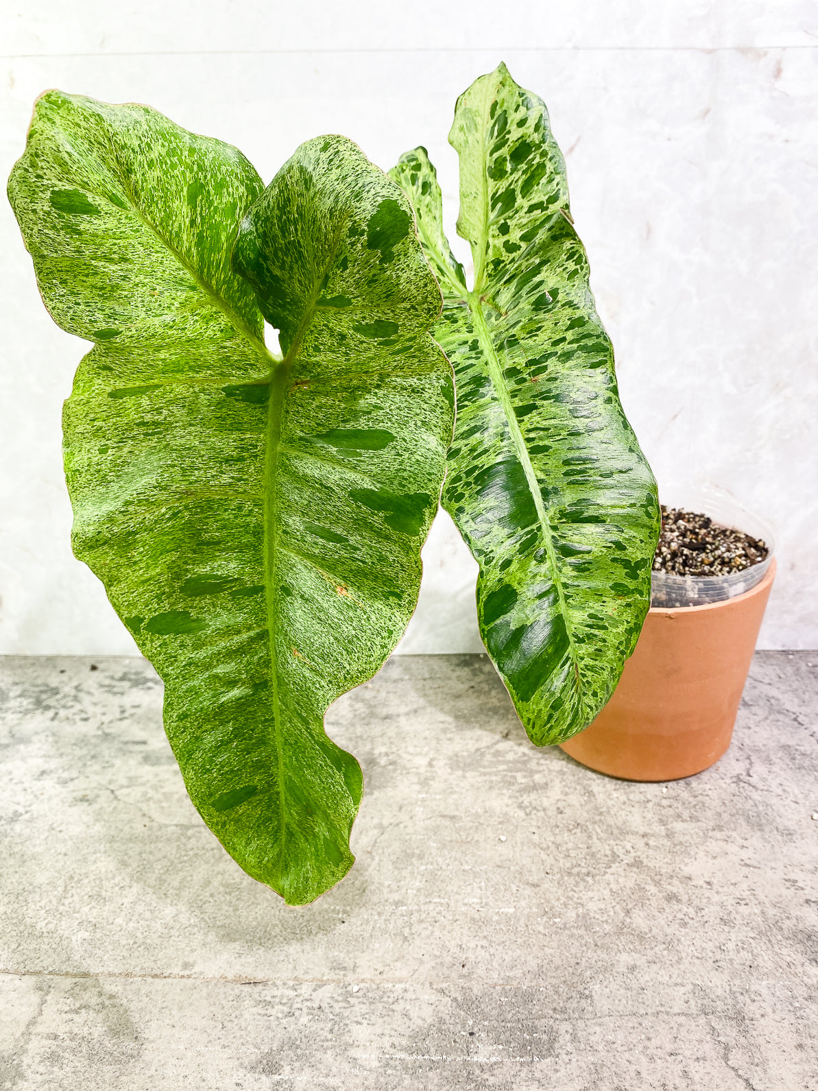 Philodendron Paraiso Verde 2 leaves rooted