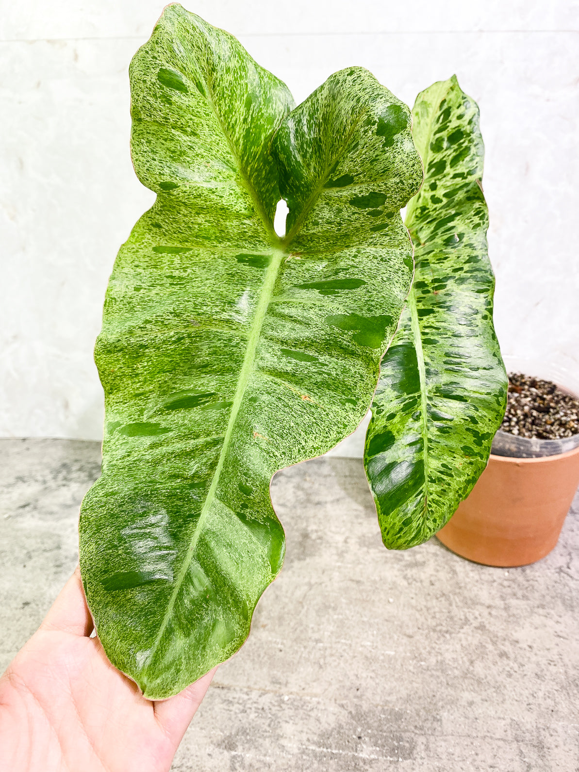 Philodendron Paraiso Verde 2 leaves rooted