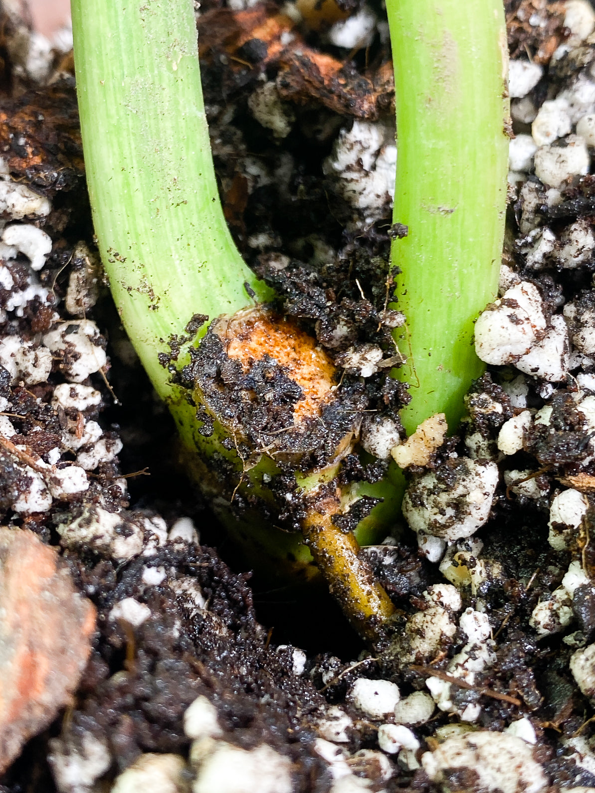 Philodendron Paraiso Verde 2 leaves rooted