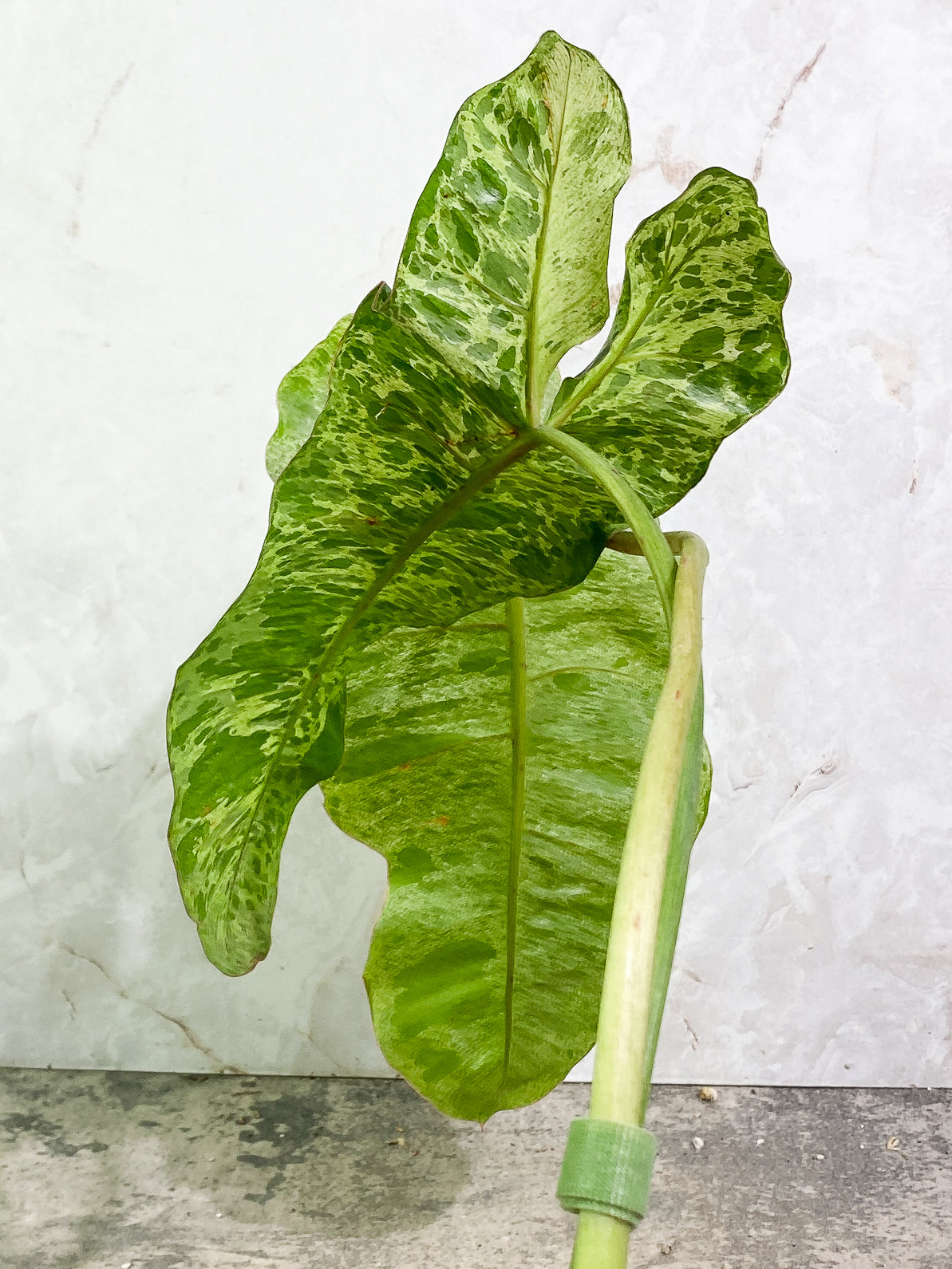 Philodendron Paraiso Verde 2 leaves rooted