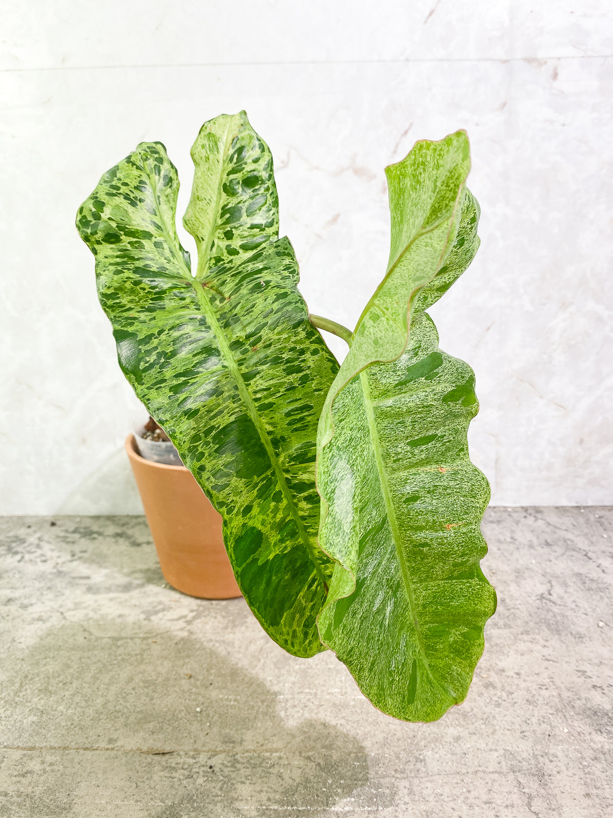 Philodendron Paraiso Verde 2 leaves rooted