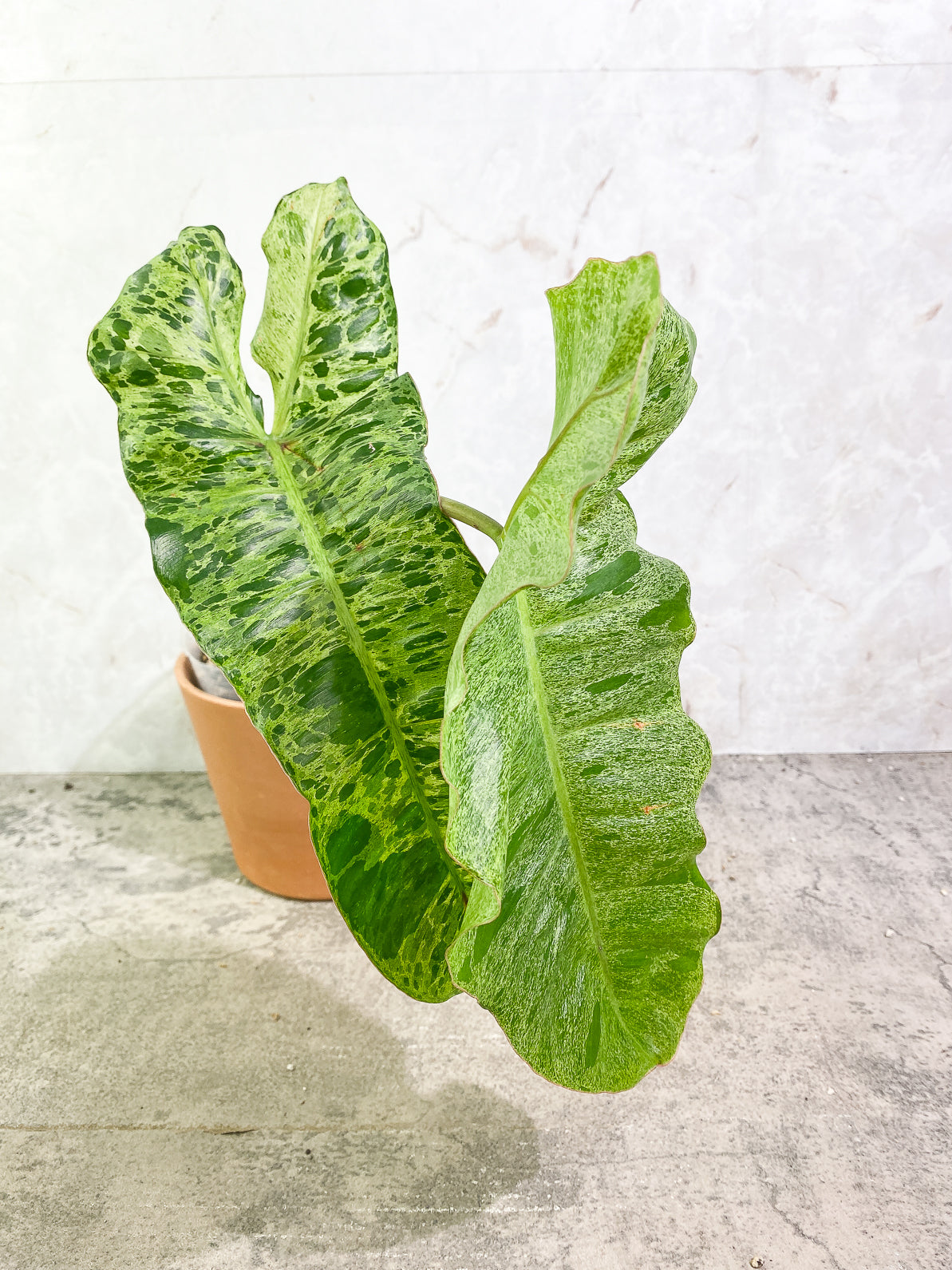 Philodendron Paraiso Verde 2 leaves rooted