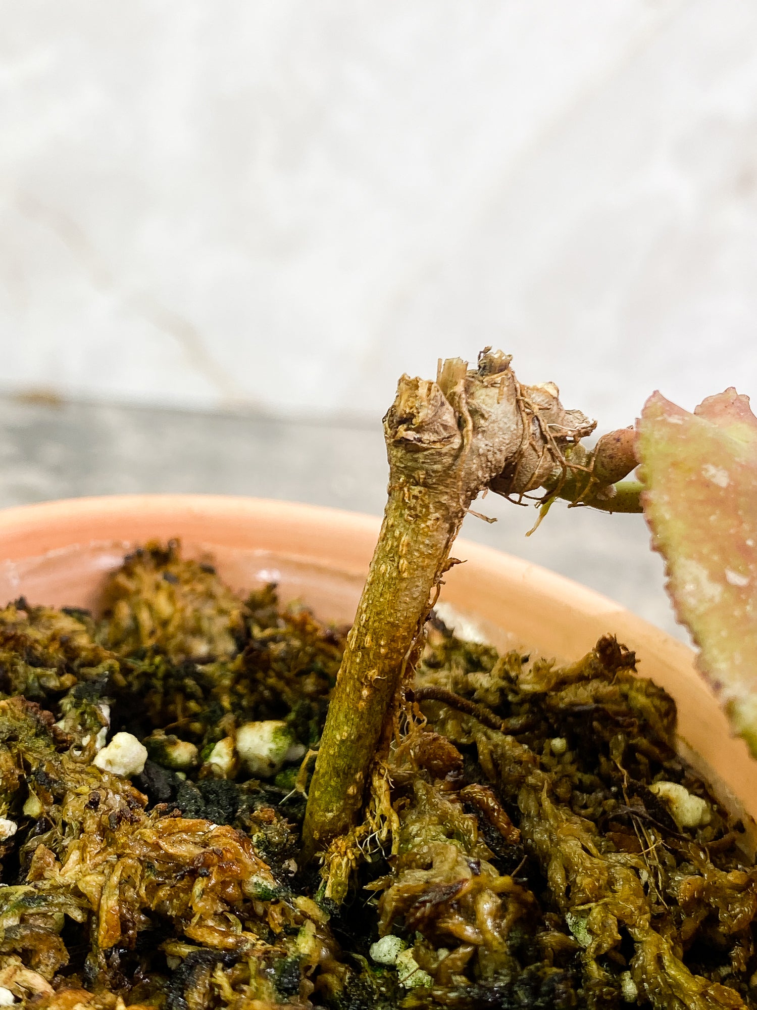 Hoya undulata 2 leaves fully rooted