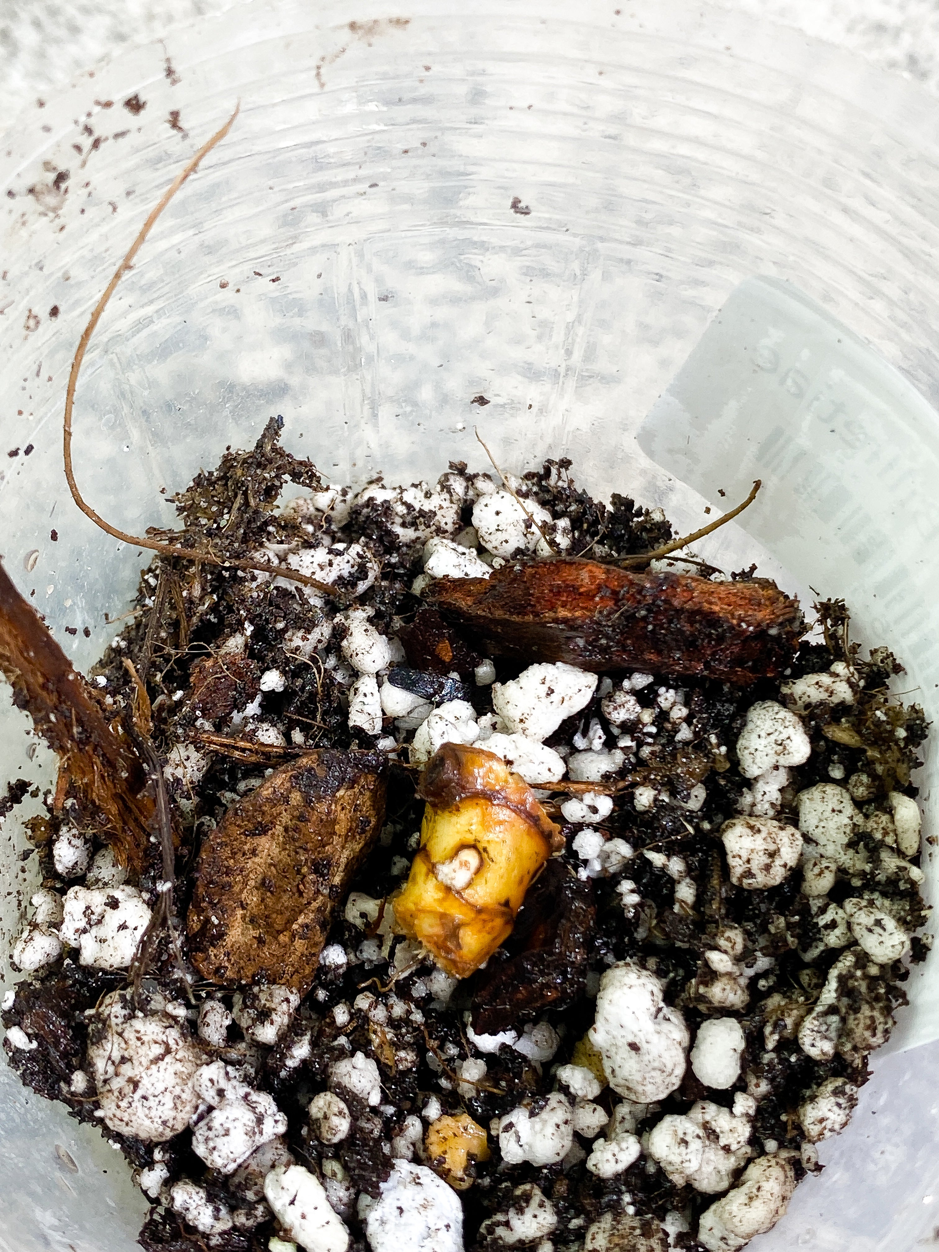 Philodendron Billietiae Rooting node