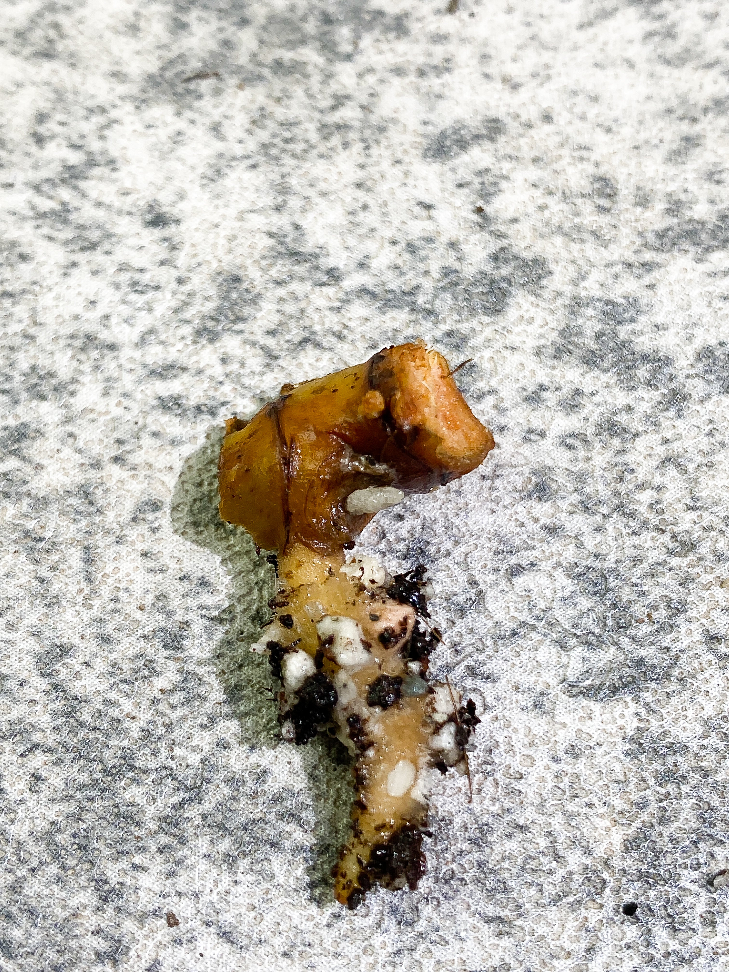 Philodendron Billietiae Rooting node