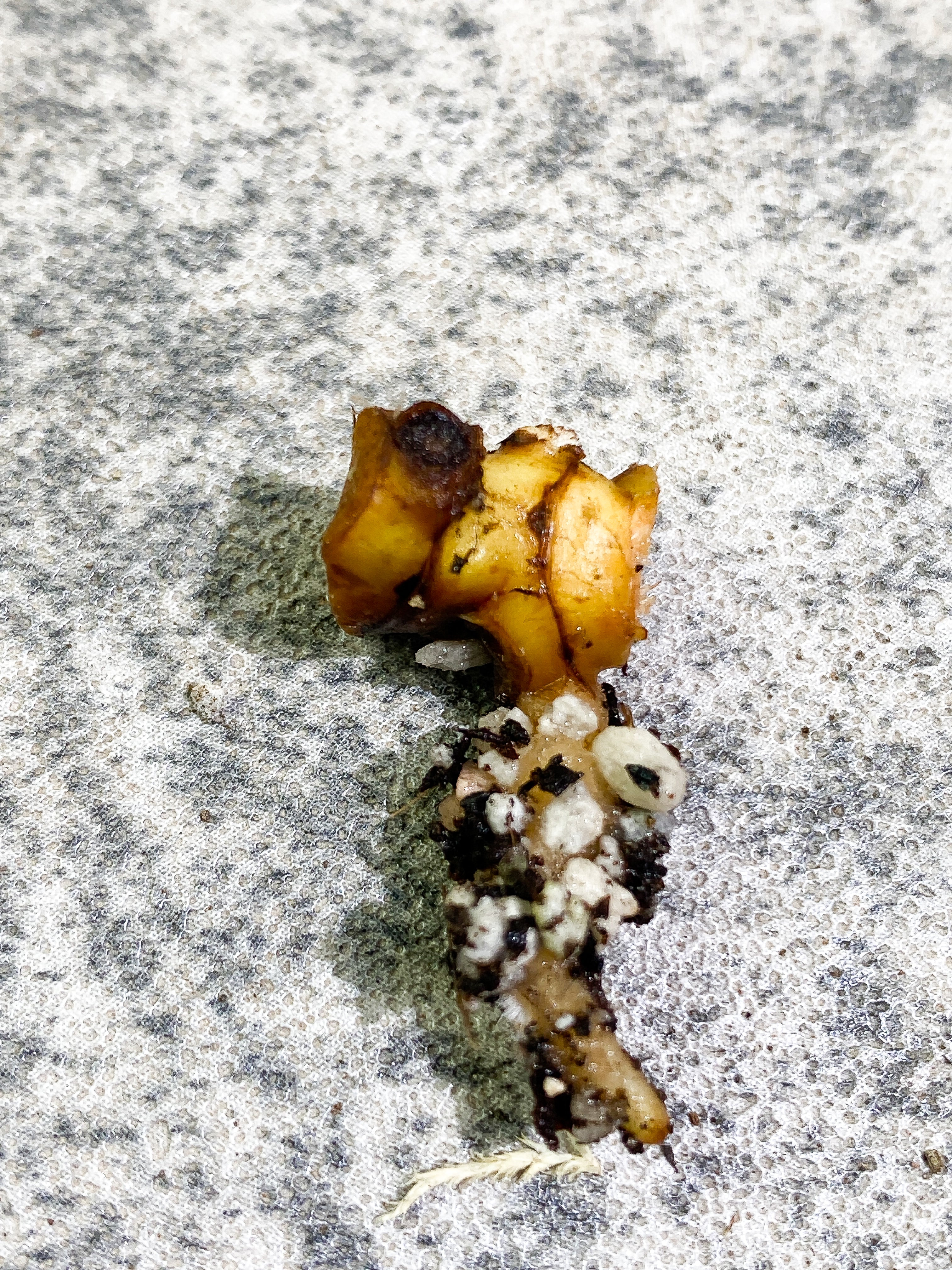 Philodendron Billietiae Rooting node