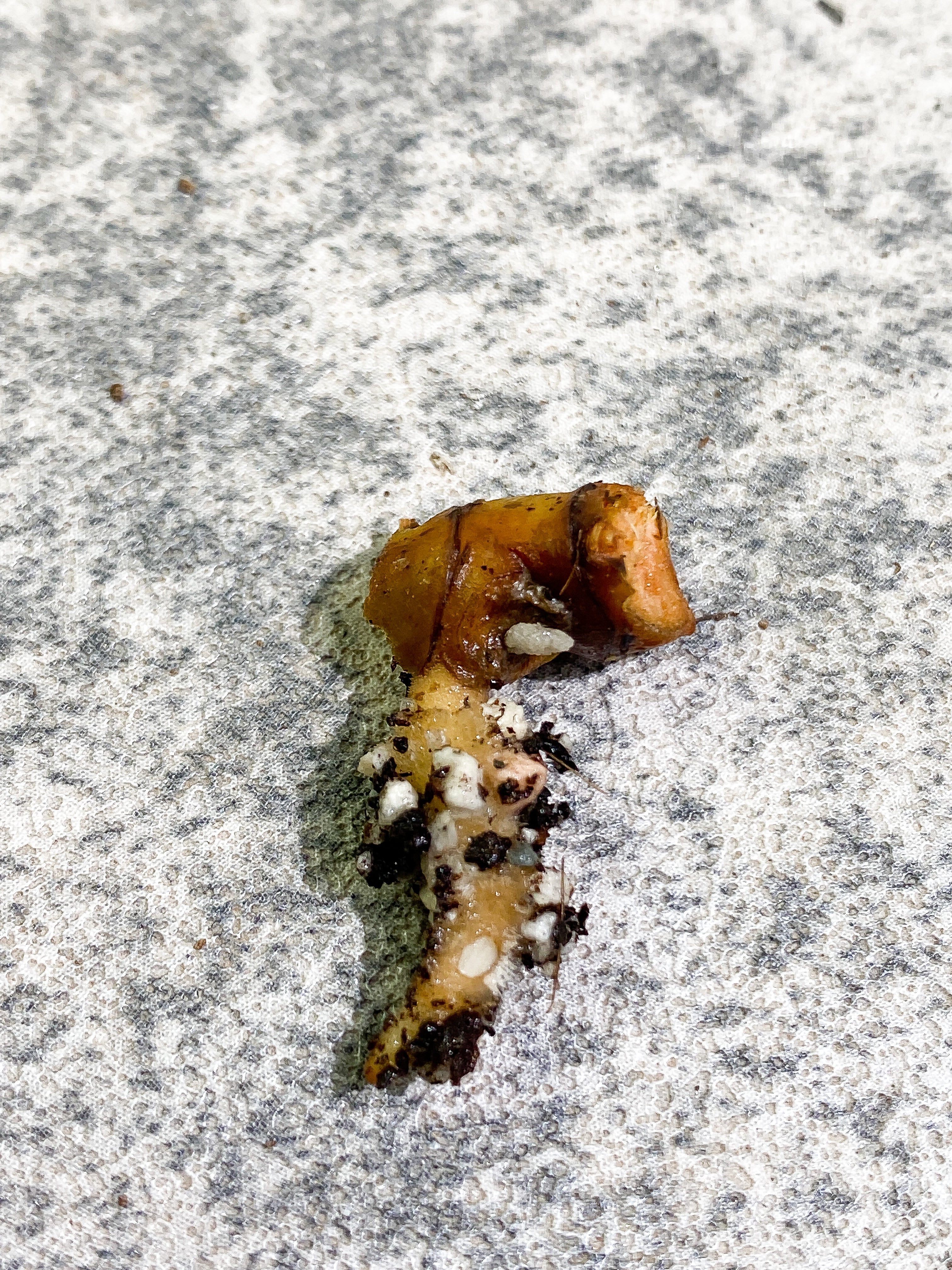 Philodendron Billietiae Rooting node