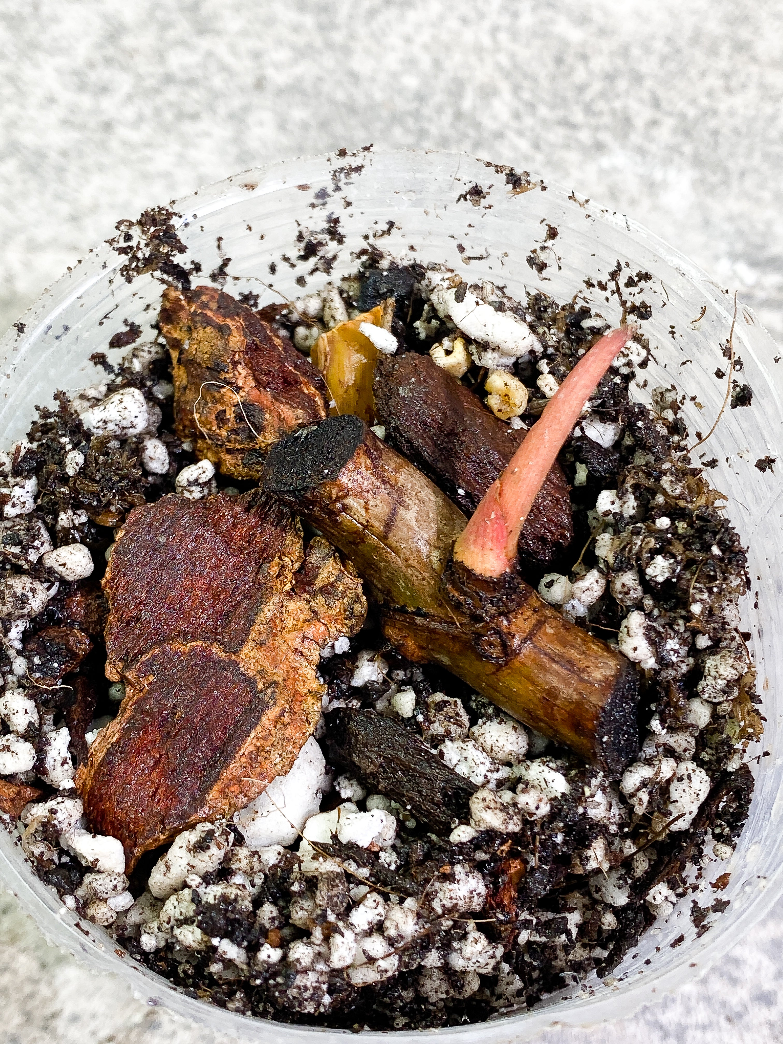Philodendron Billietiae 1 sprout Rooting node