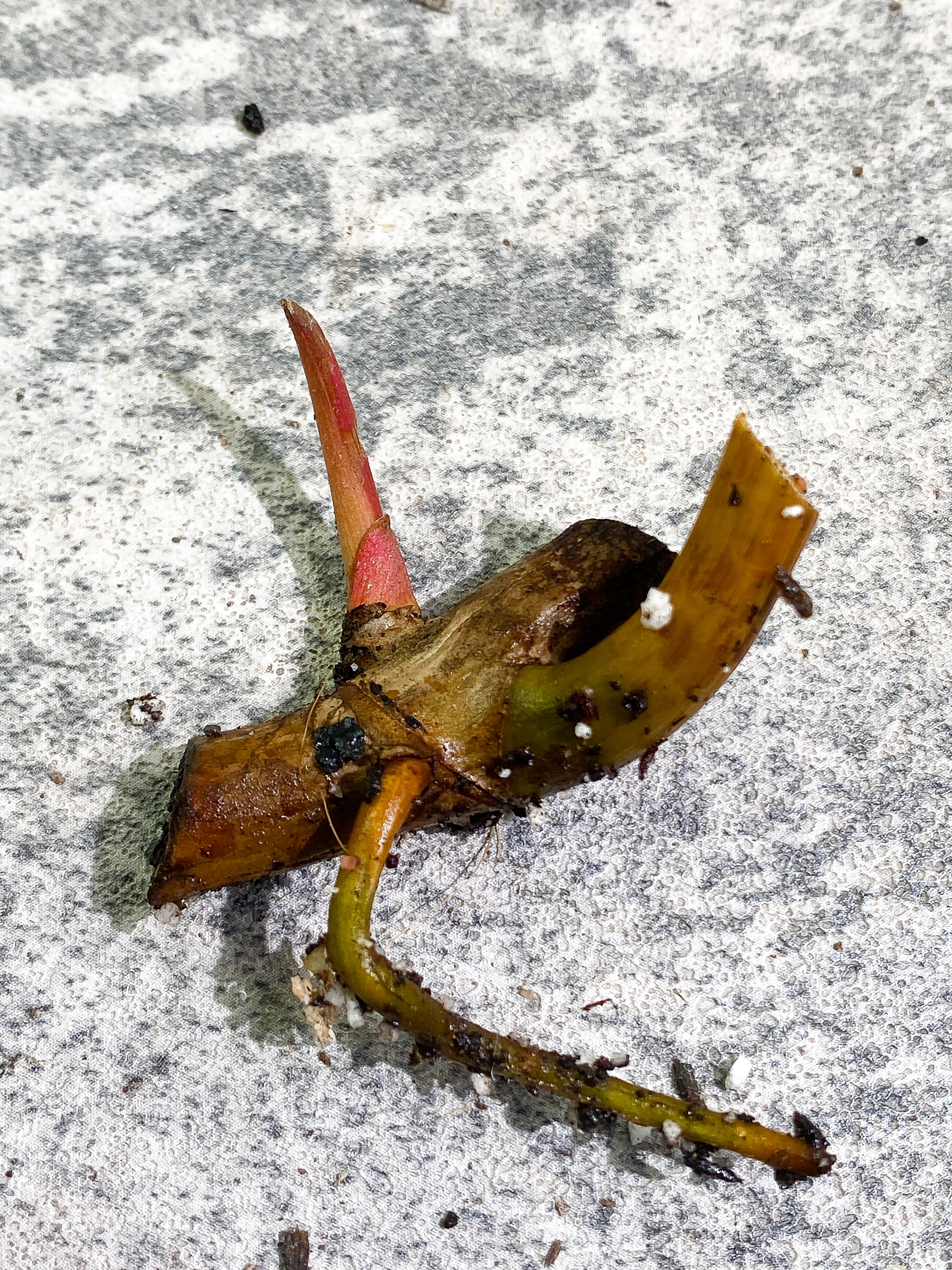Philodendron Billietiae 1 sprout Rooting node