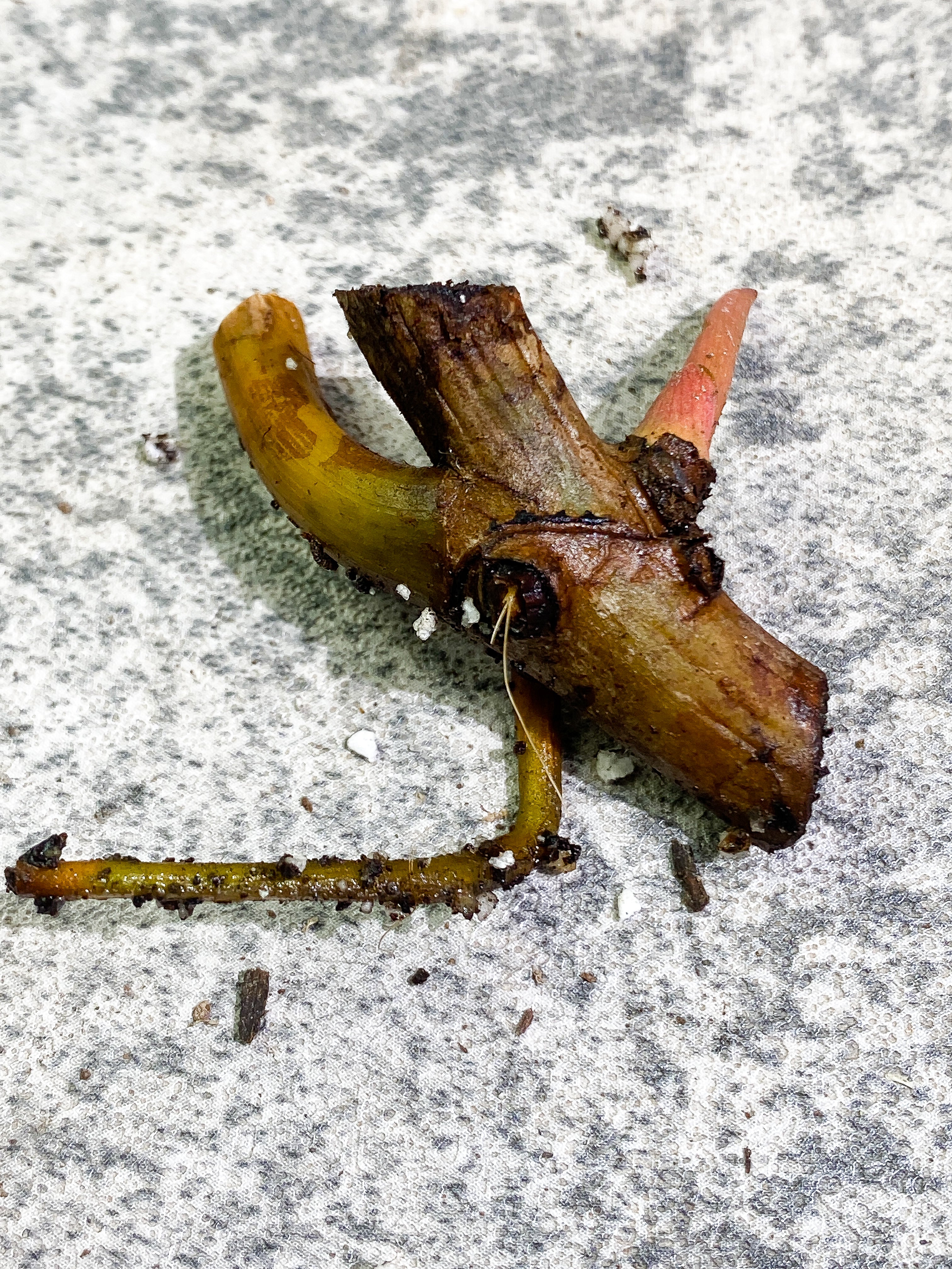 Philodendron Billietiae 1 sprout Rooting node