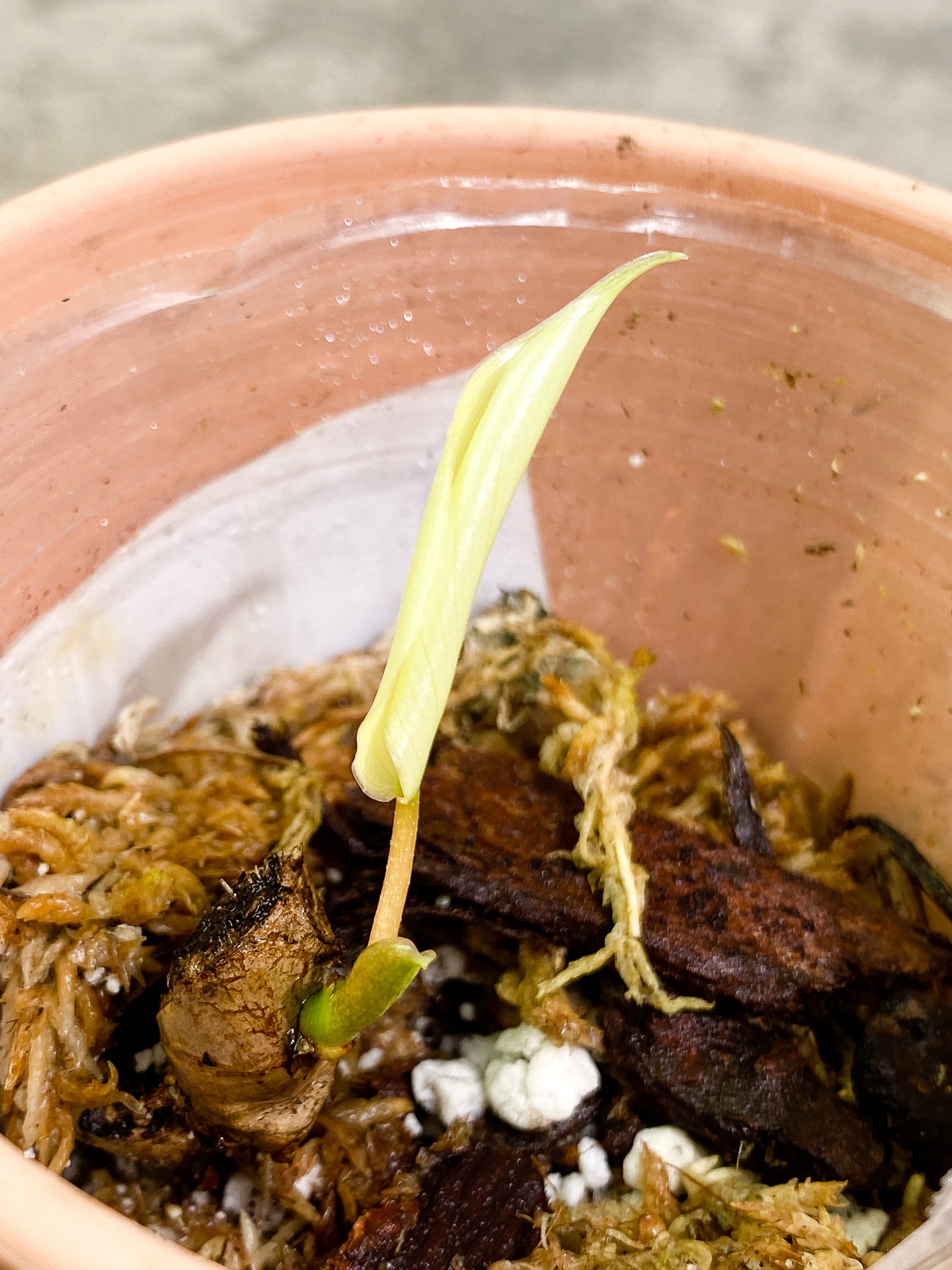 Philodendron Florida Ghost Mint 1 leaf slightly rooted