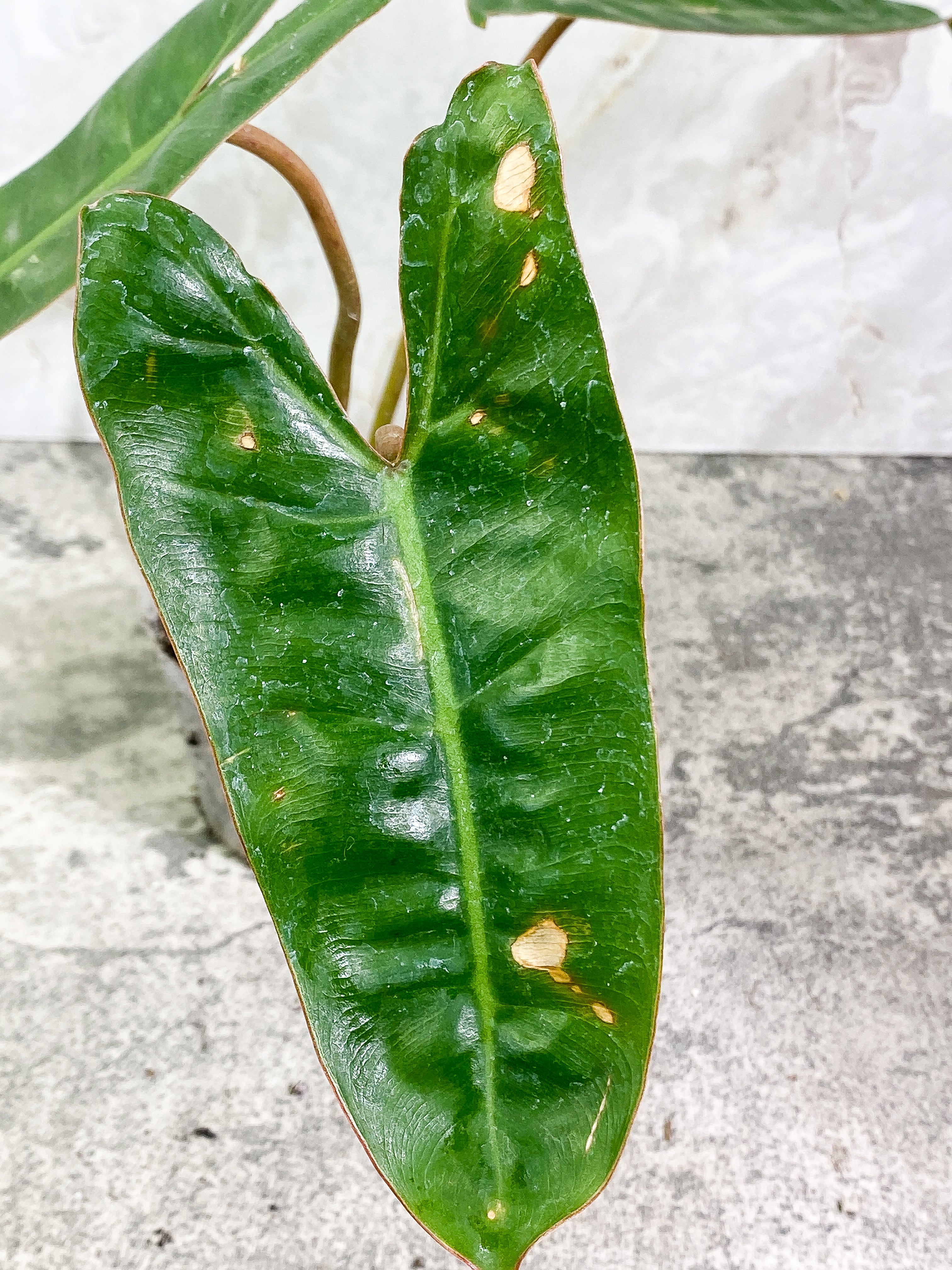 Philodendron Billietiae 3 leaves rooted