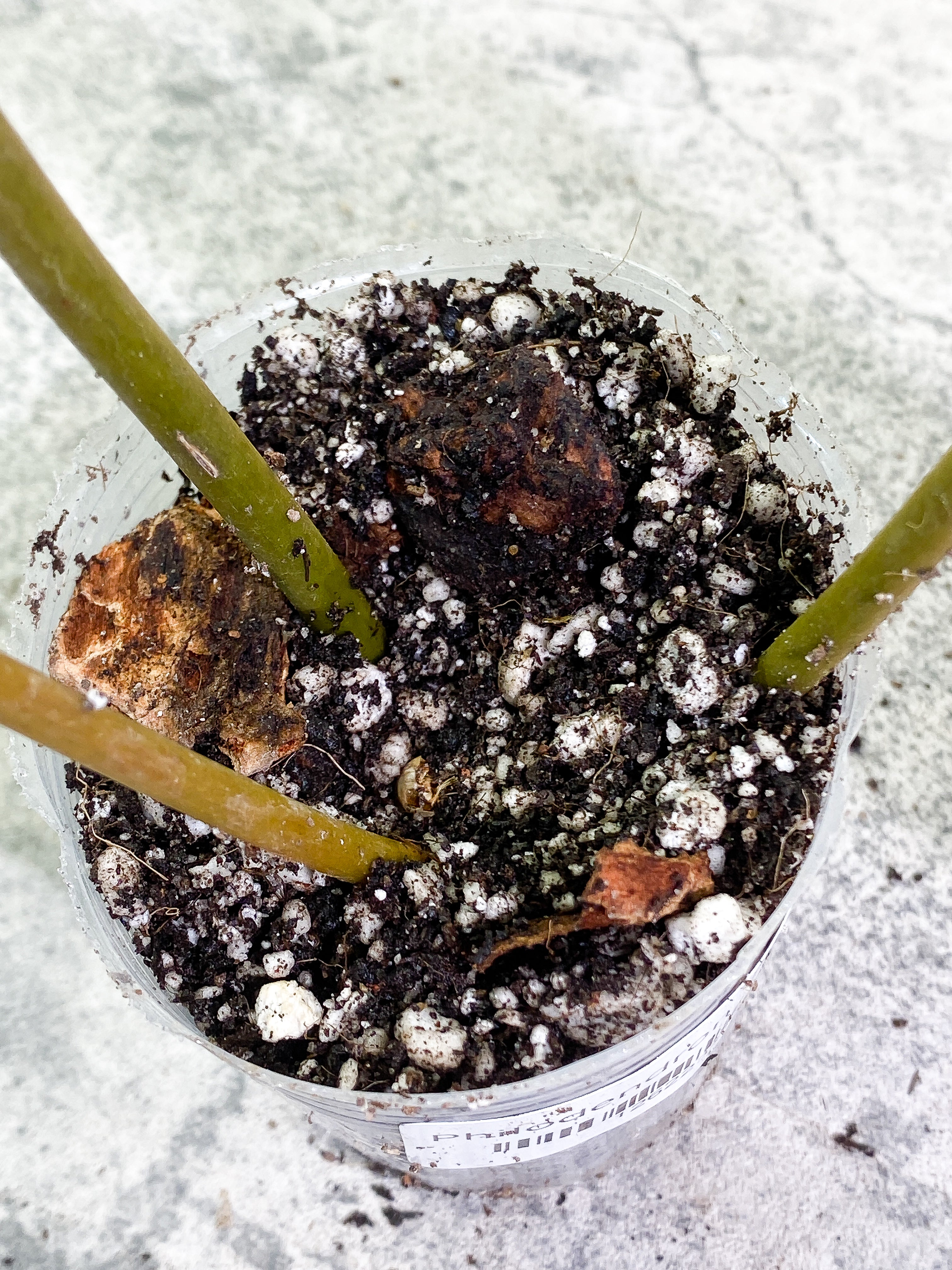 Philodendron Billietiae 3 leaves rooted