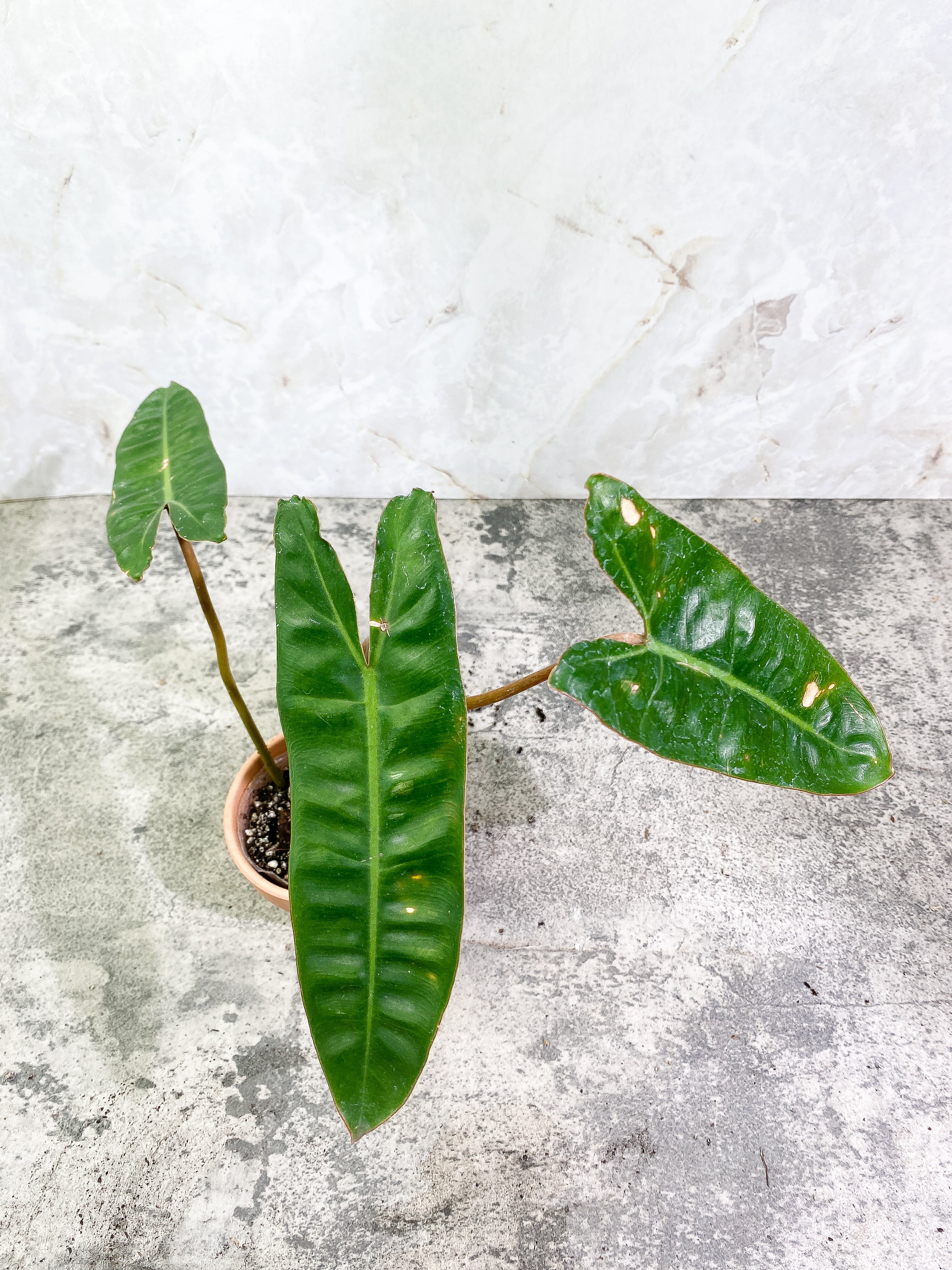 Philodendron Billietiae 3 leaves rooted