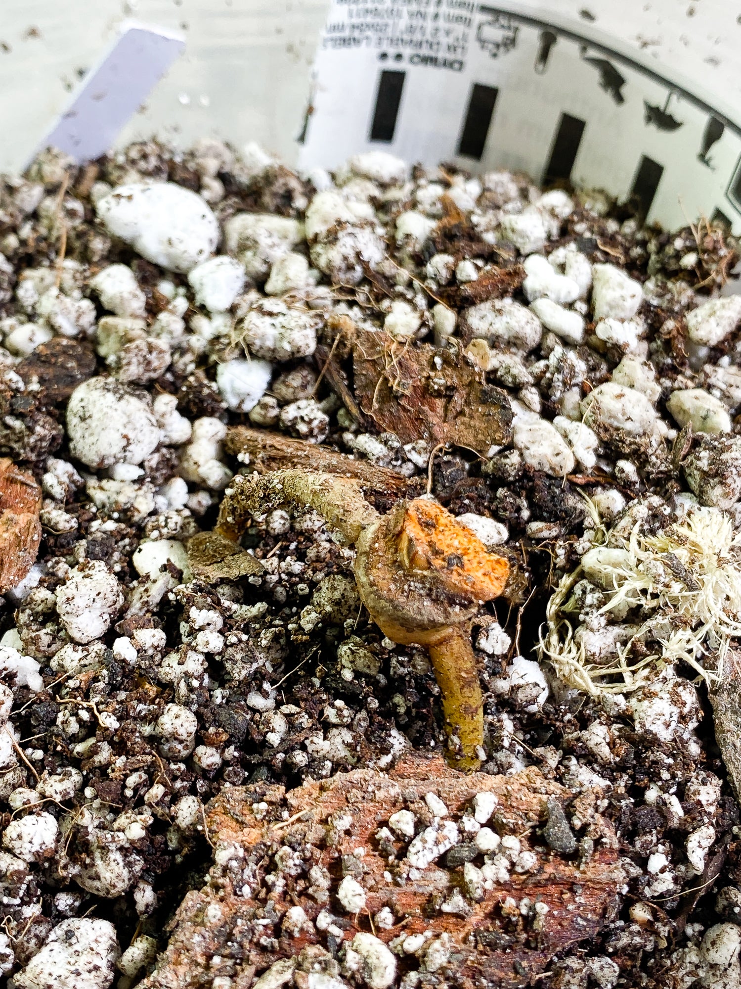 Anthurium magnificum radiante Rooted node