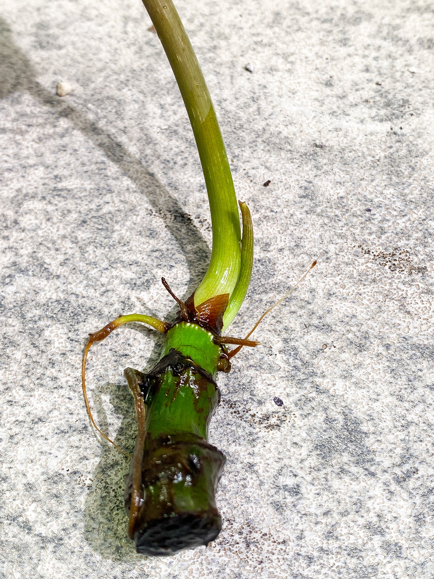Free addon: for order over $200 Philodendron Gloriosum 1 leaf 1 sprout rooting
