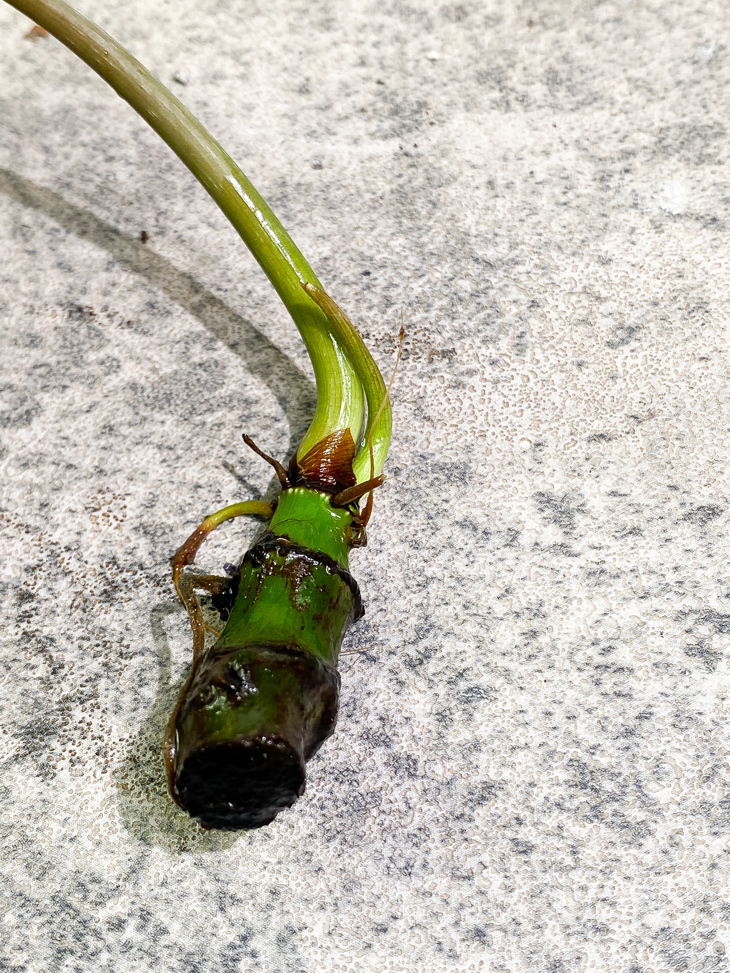 Free addon: for order over $200 Philodendron Gloriosum 1 leaf 1 sprout rooting