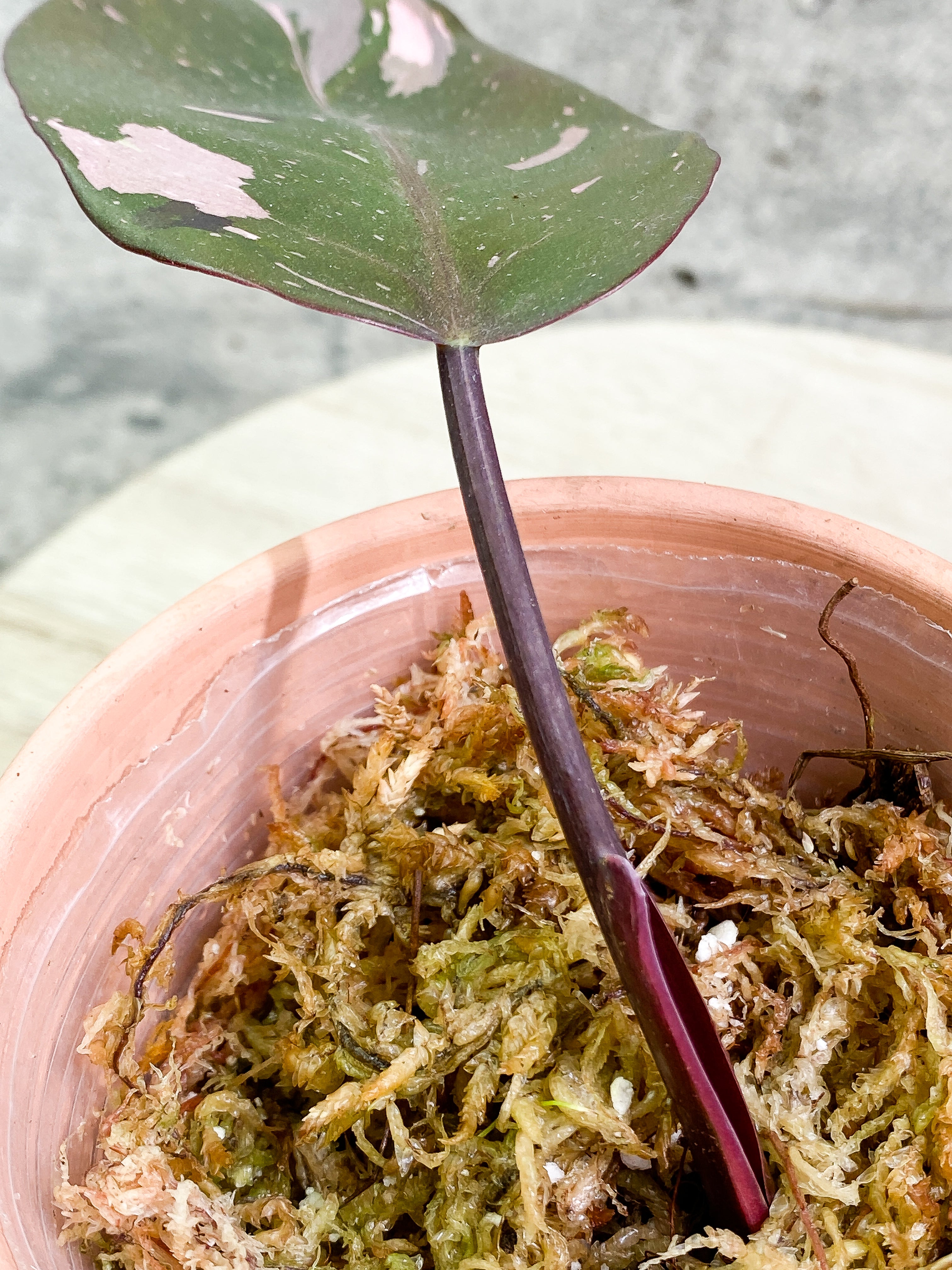 Philodendron Red Anderson 1 leaf Slightly Rooted