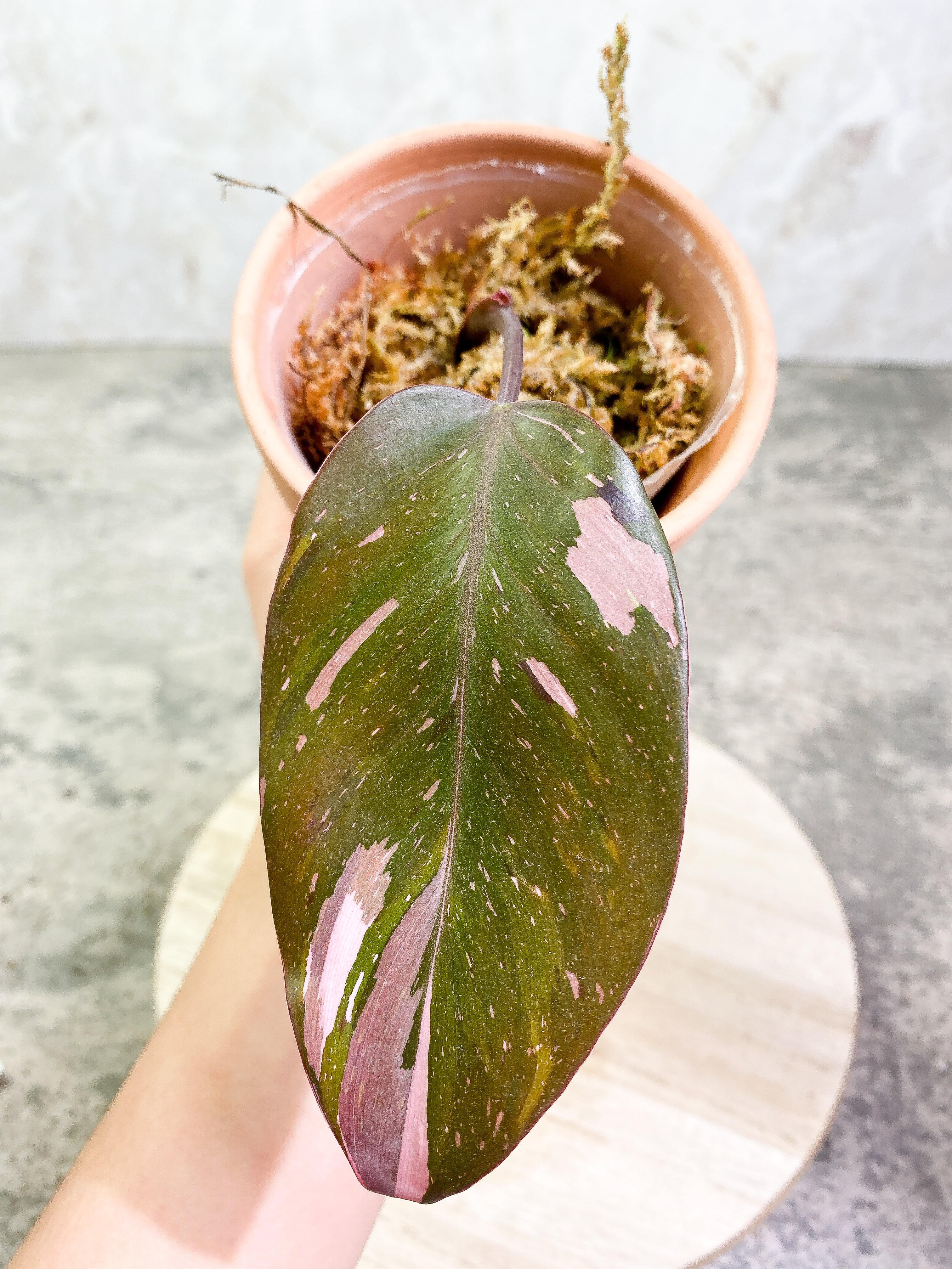 Philodendron Red Anderson 1 leaf Slightly Rooted