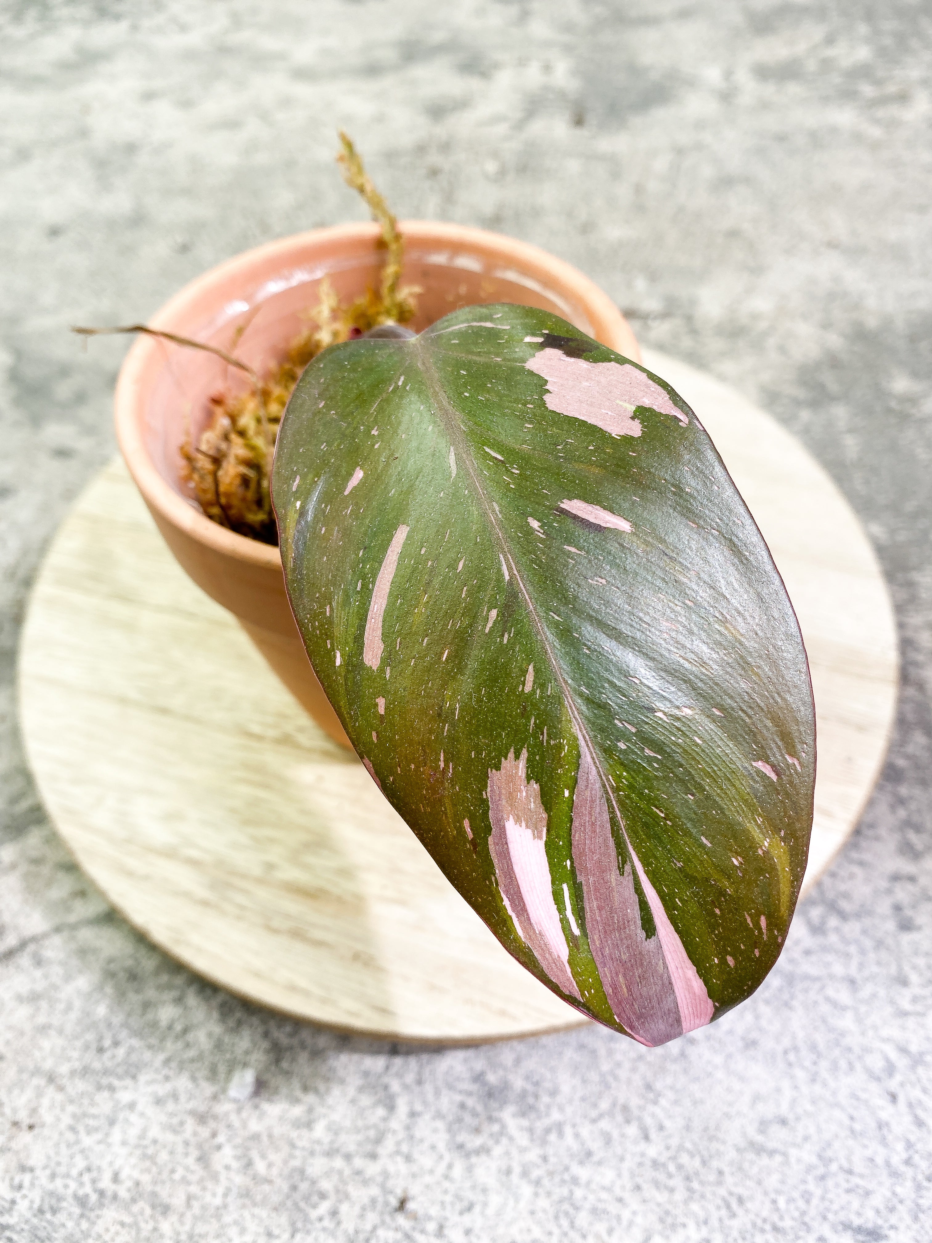 Philodendron Red Anderson 1 leaf Slightly Rooted