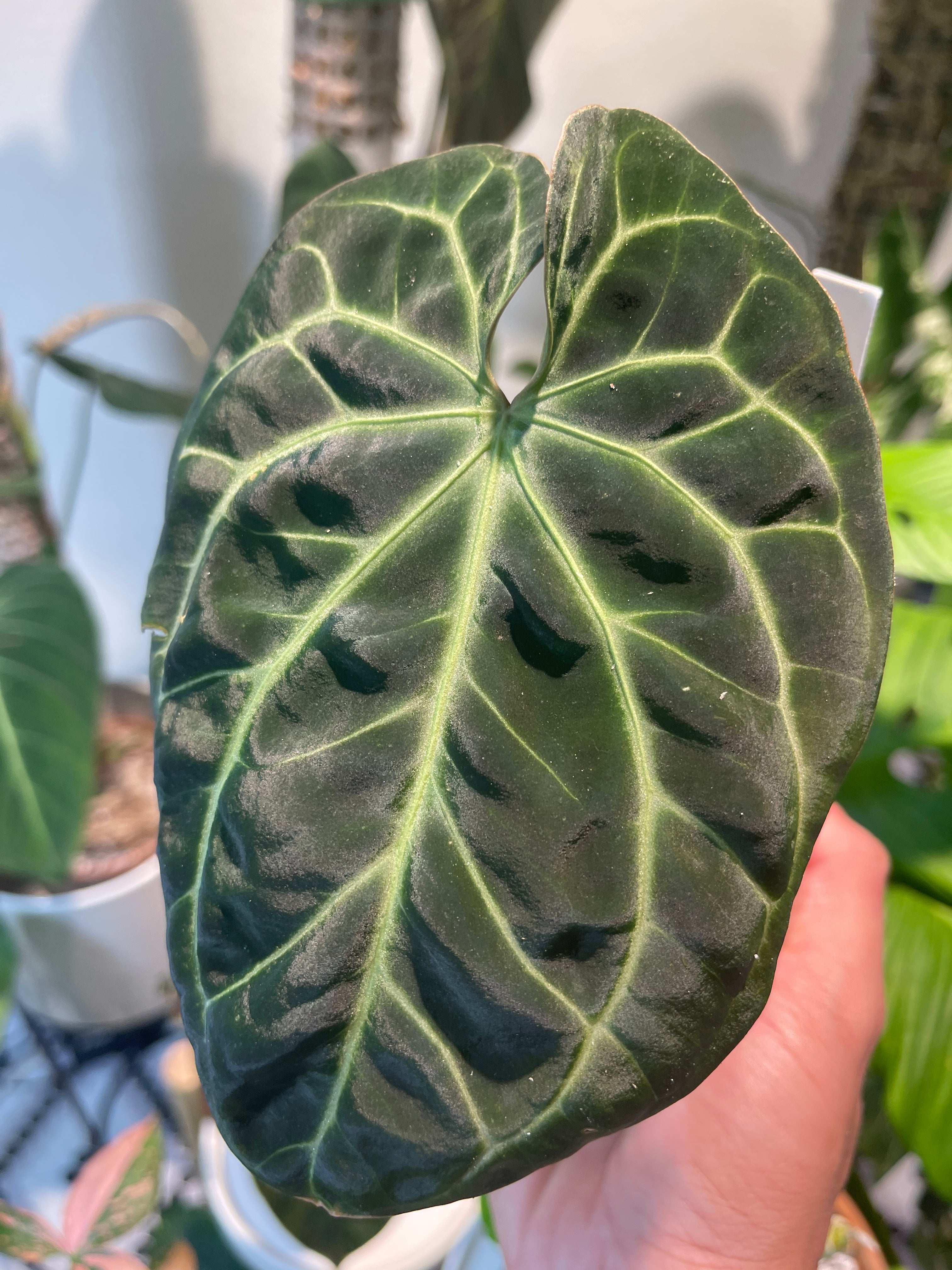 Anthurium Besseae unrooted chonk with 1 sprout.