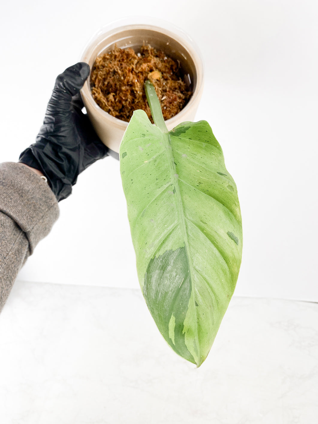 Philodendron Ruaysap variegated 1 leaf slightly rooted