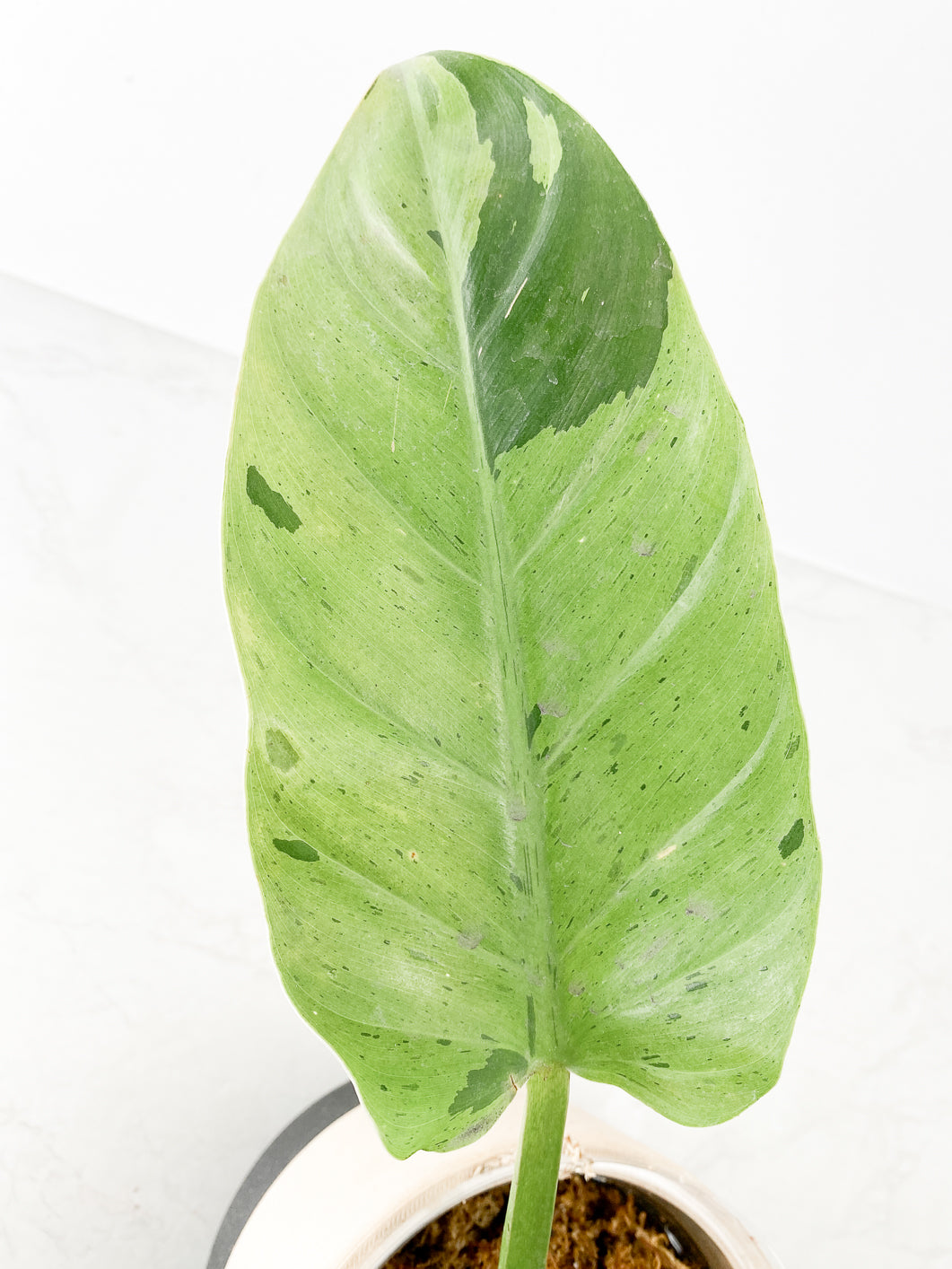 Philodendron Ruaysap variegated 1 leaf slightly rooted