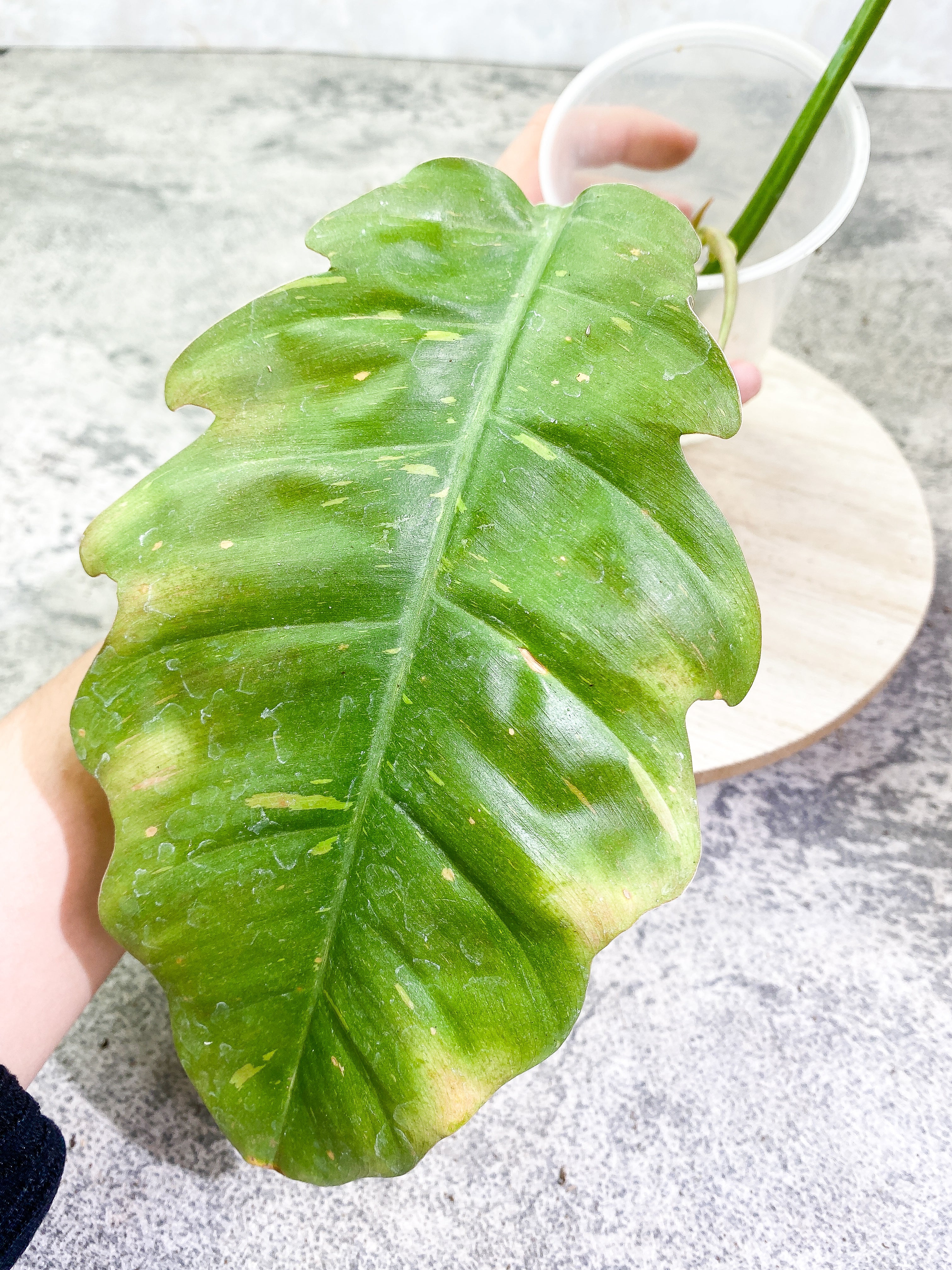 Philodendron Ring of Fire 3 leaves 1sprout Rooting Top Cutting