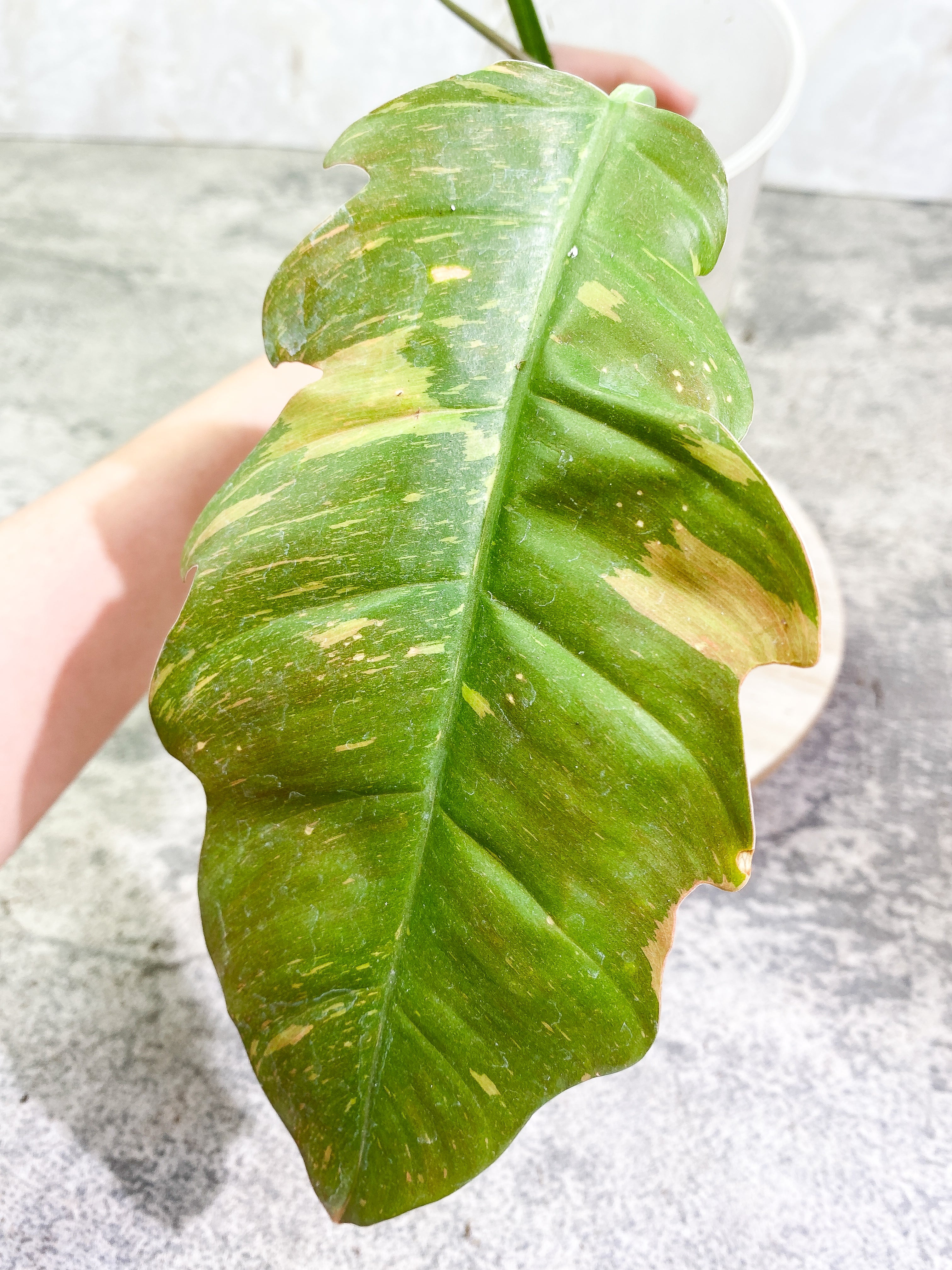 Philodendron Ring of Fire 3 leaves 1sprout Rooting Top Cutting