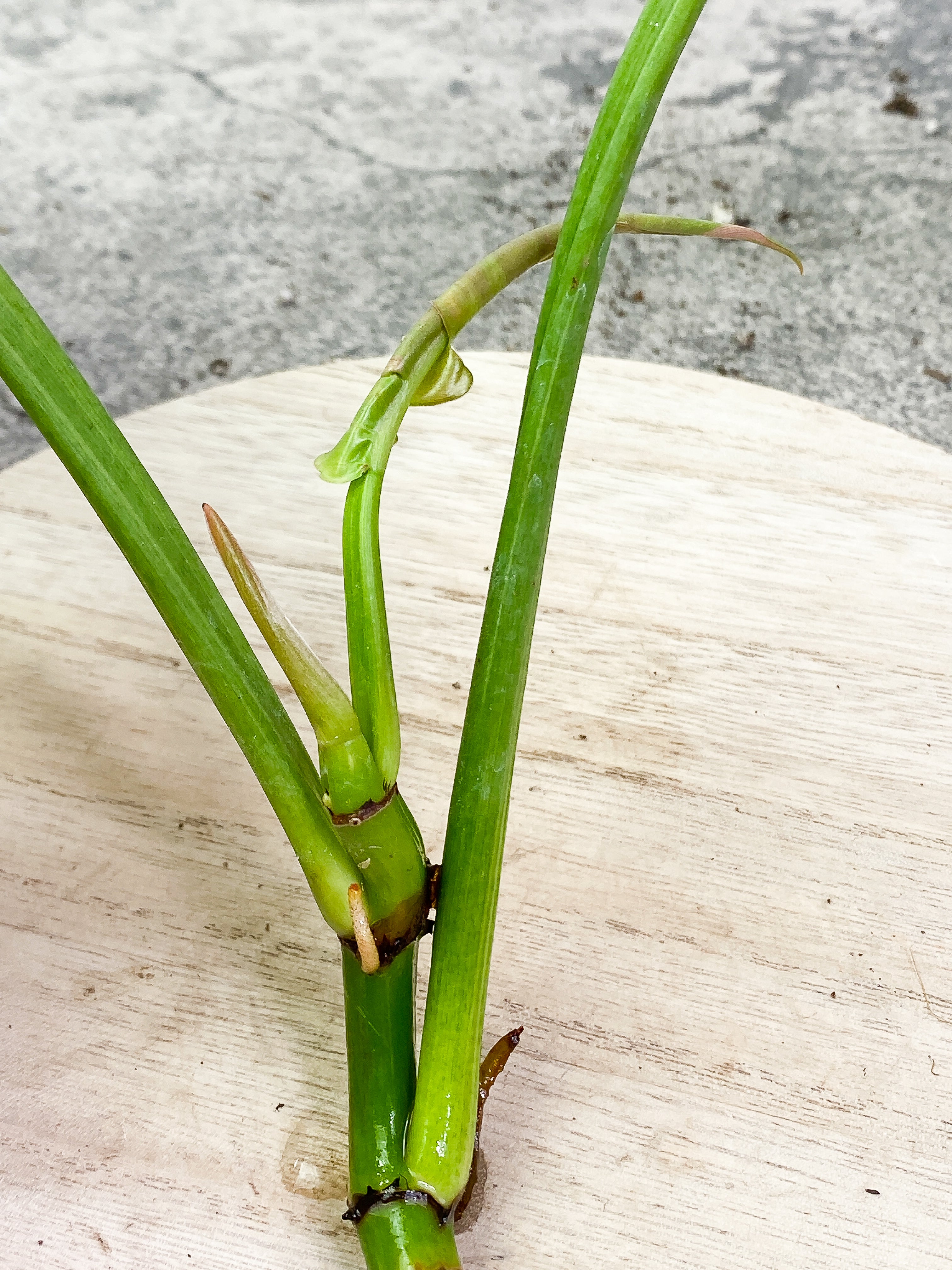 Philodendron Ring of Fire 3 leaves 1sprout Rooting Top Cutting