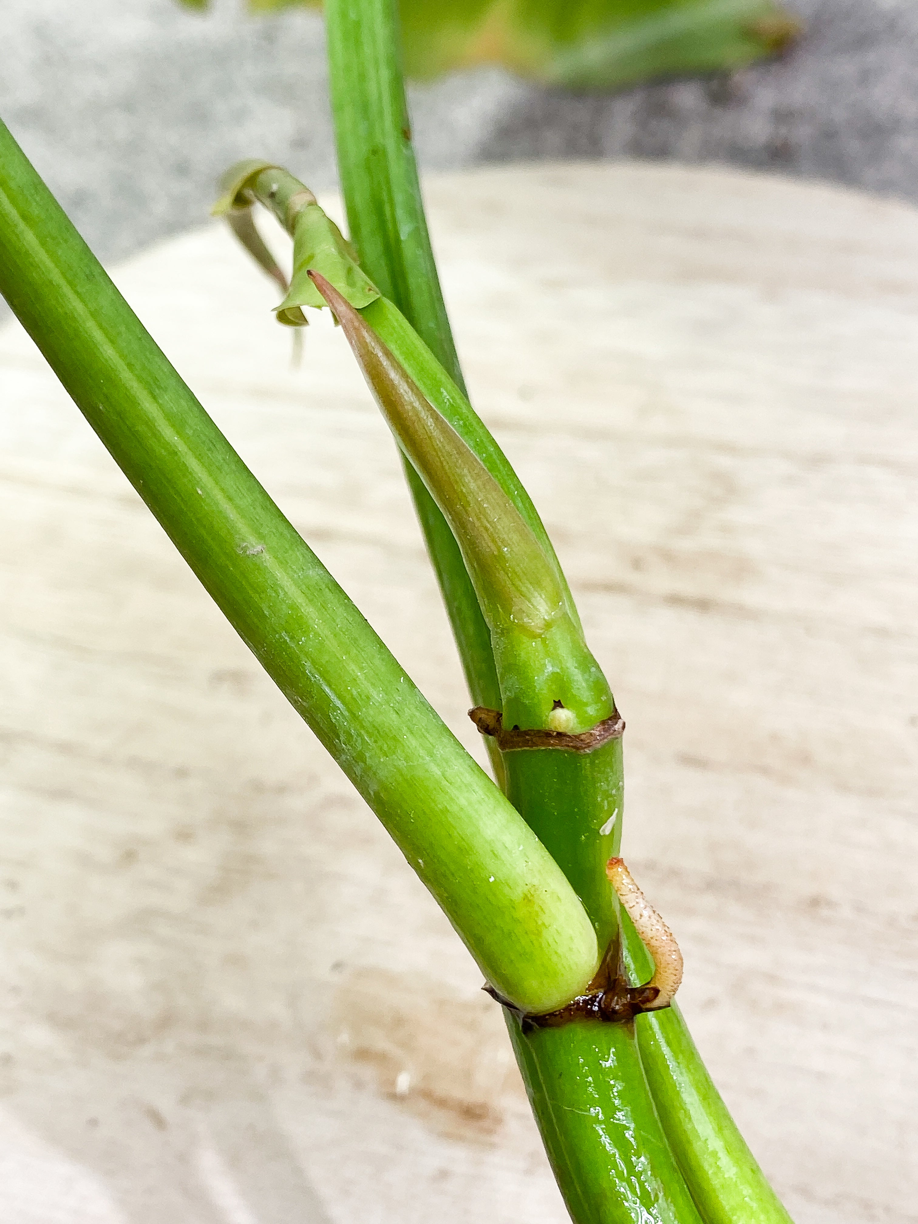Philodendron Ring of Fire 3 leaves 1sprout Rooting Top Cutting