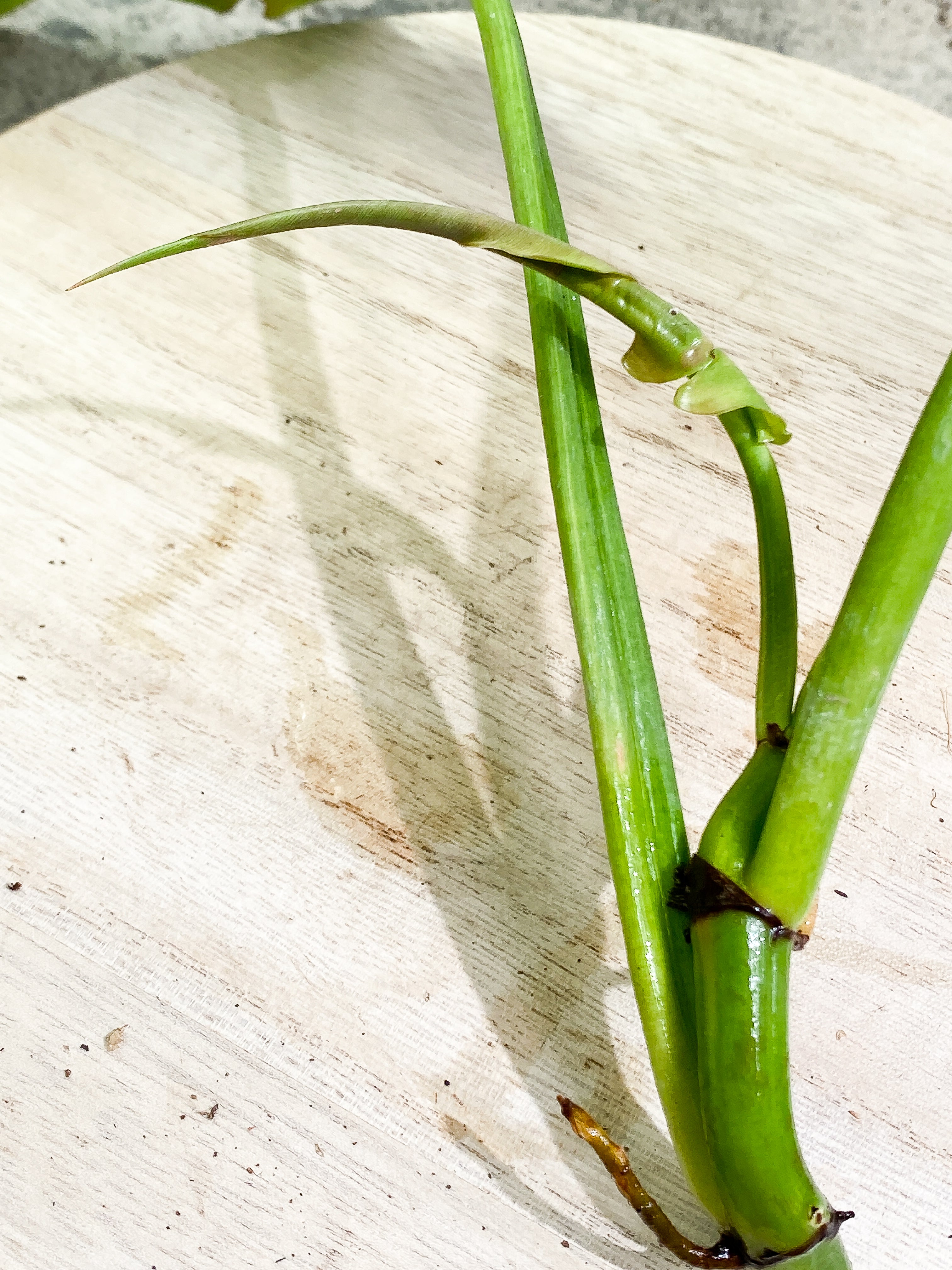 Philodendron Ring of Fire 3 leaves 1sprout Rooting Top Cutting