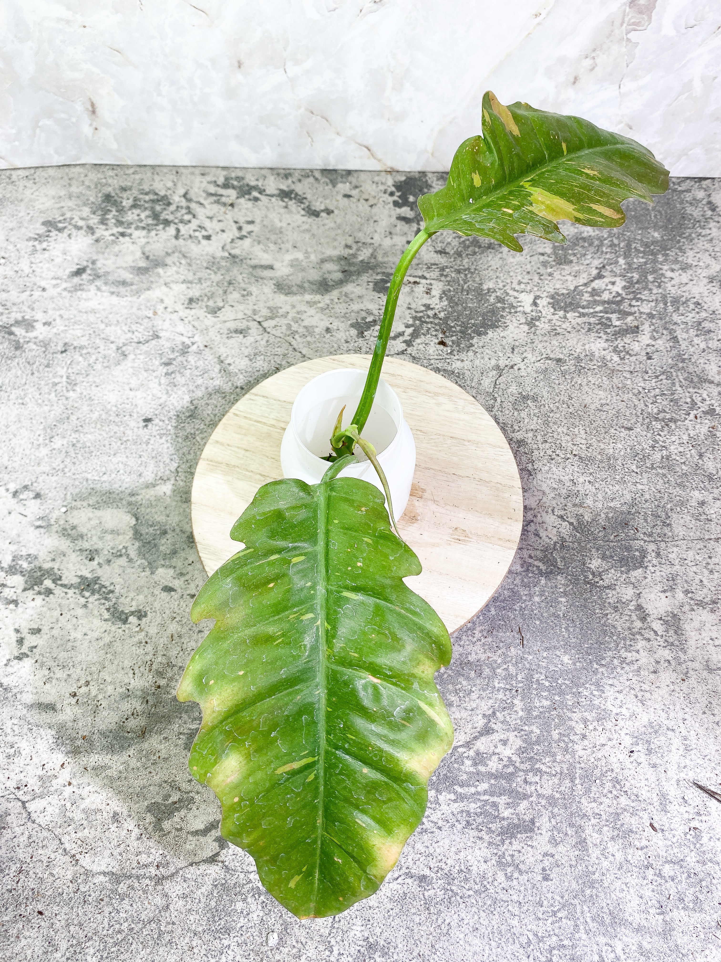 Philodendron Ring of Fire 3 leaves 1sprout Rooting Top Cutting