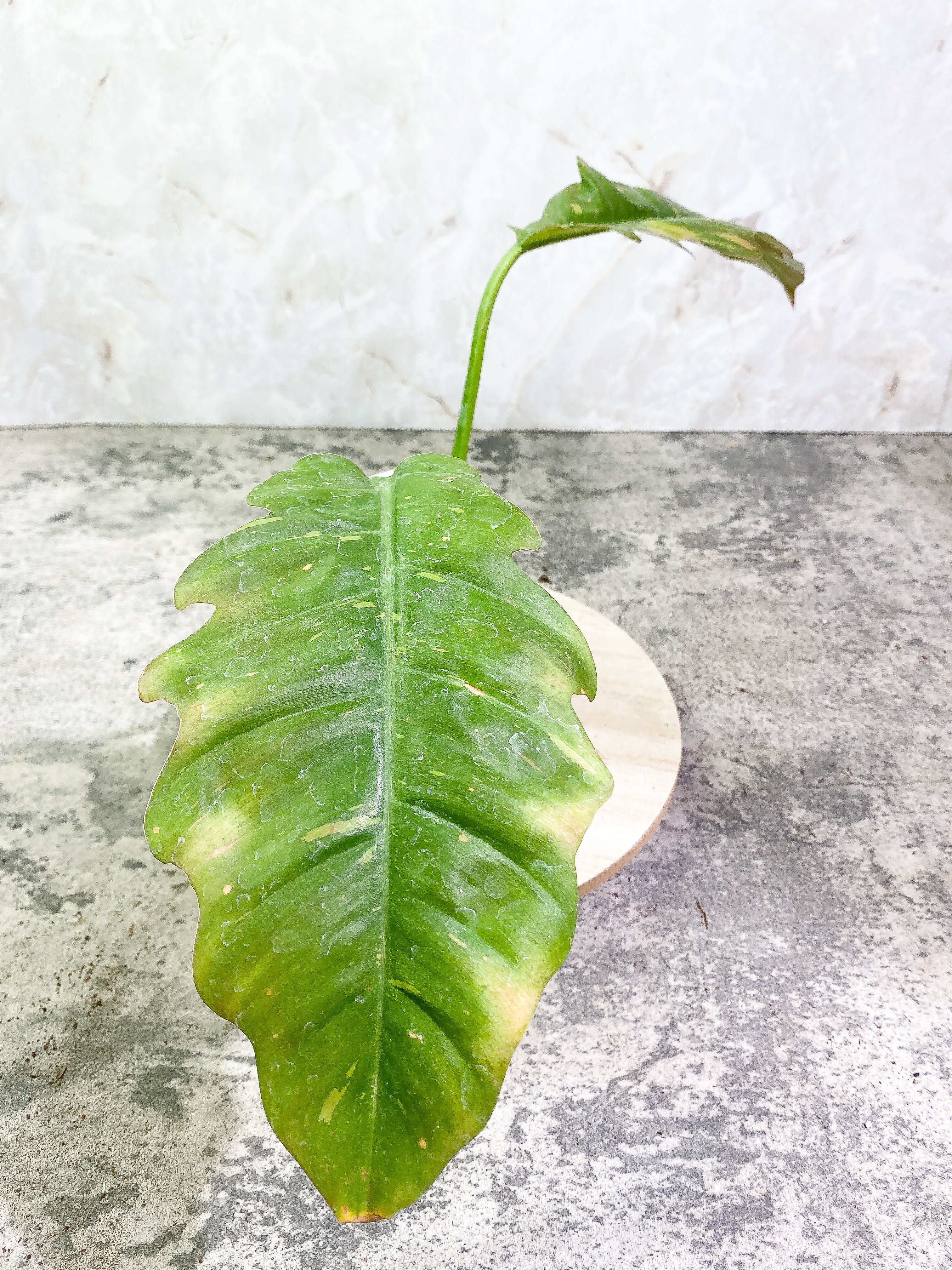 Philodendron Ring of Fire 3 leaves 1sprout Rooting Top Cutting