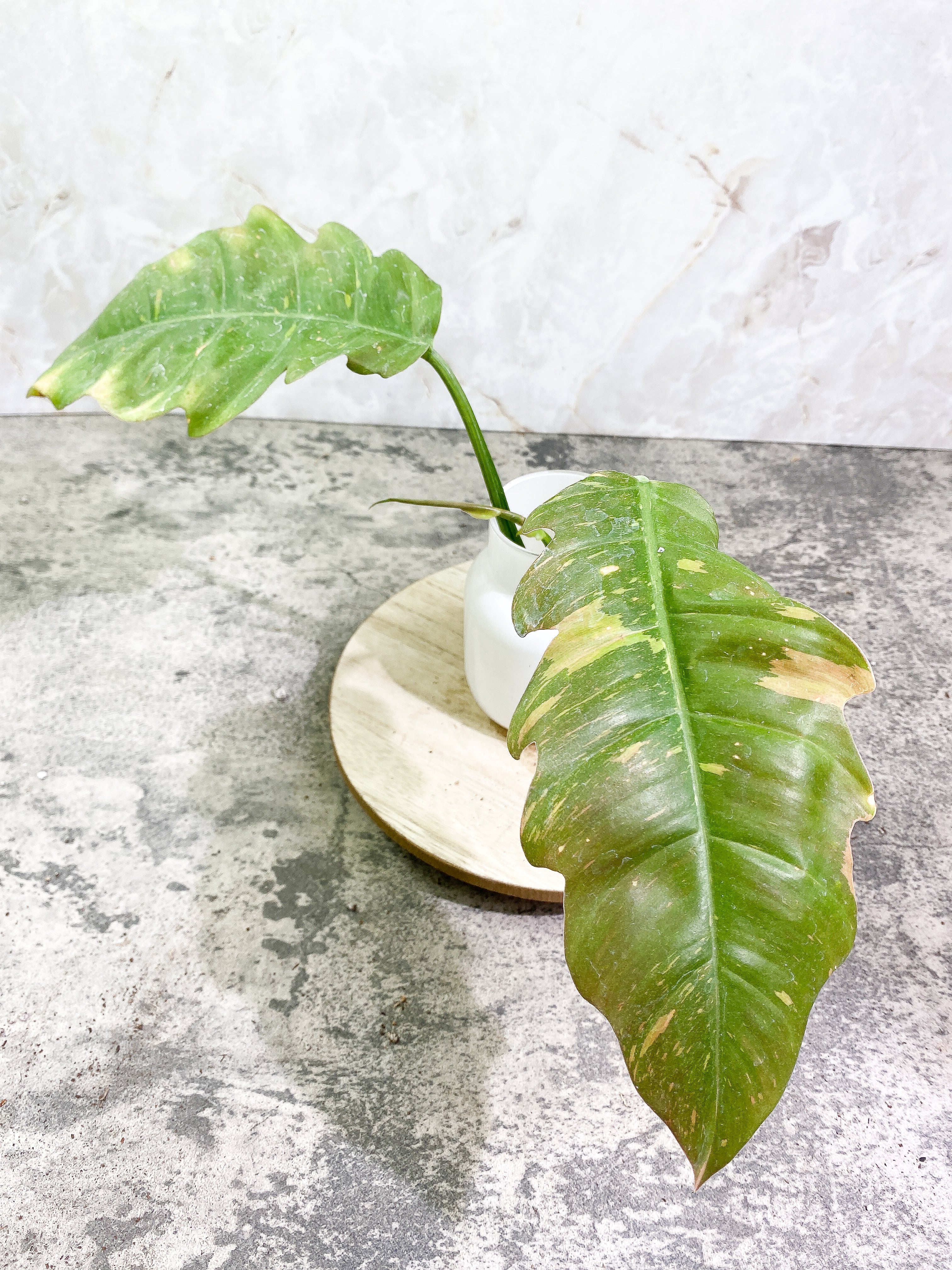 Philodendron Ring of Fire 3 leaves 1sprout Rooting Top Cutting