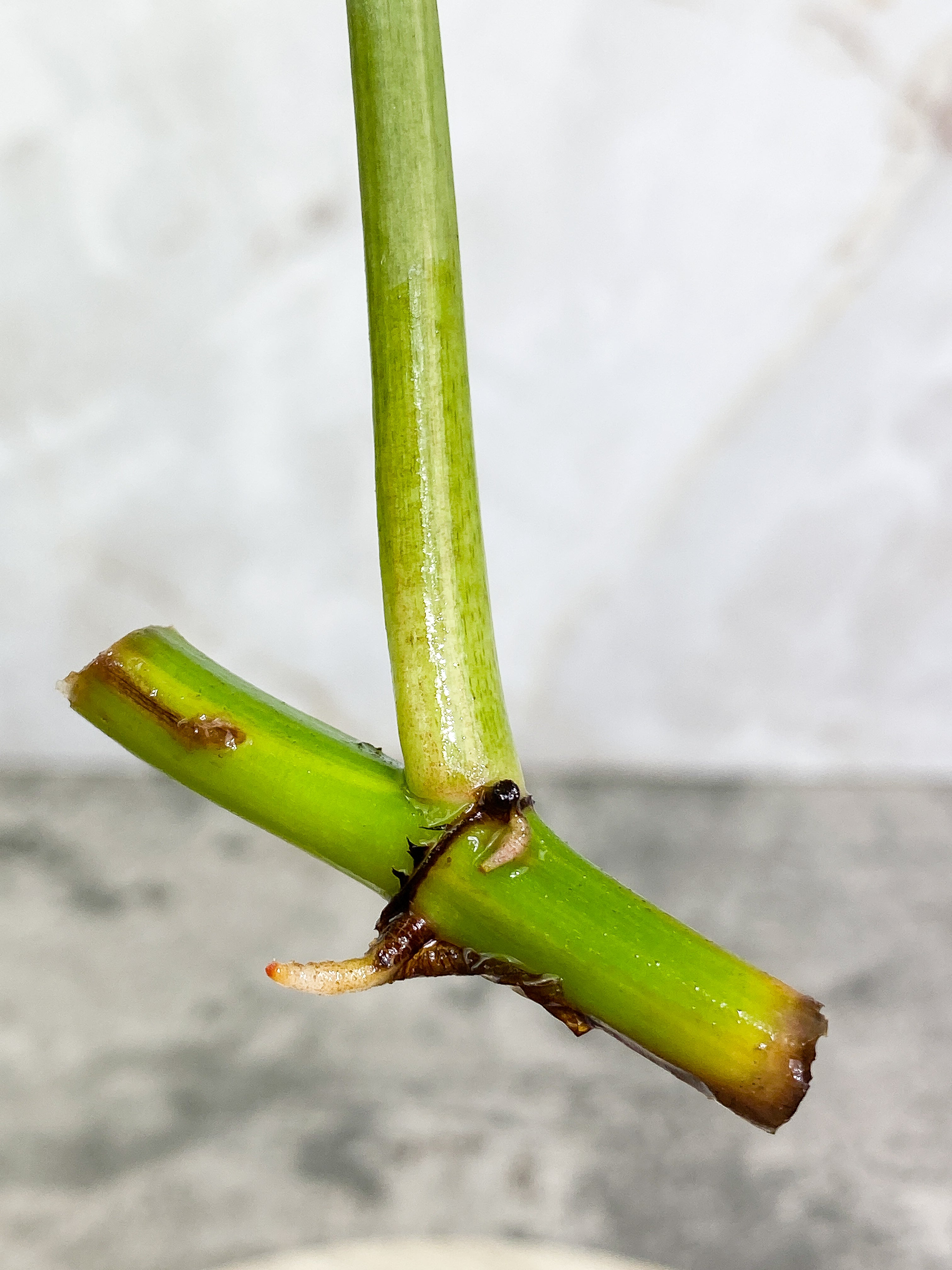 Grower Choice: Philodendron Ring of Fire 1 leaf Rooting