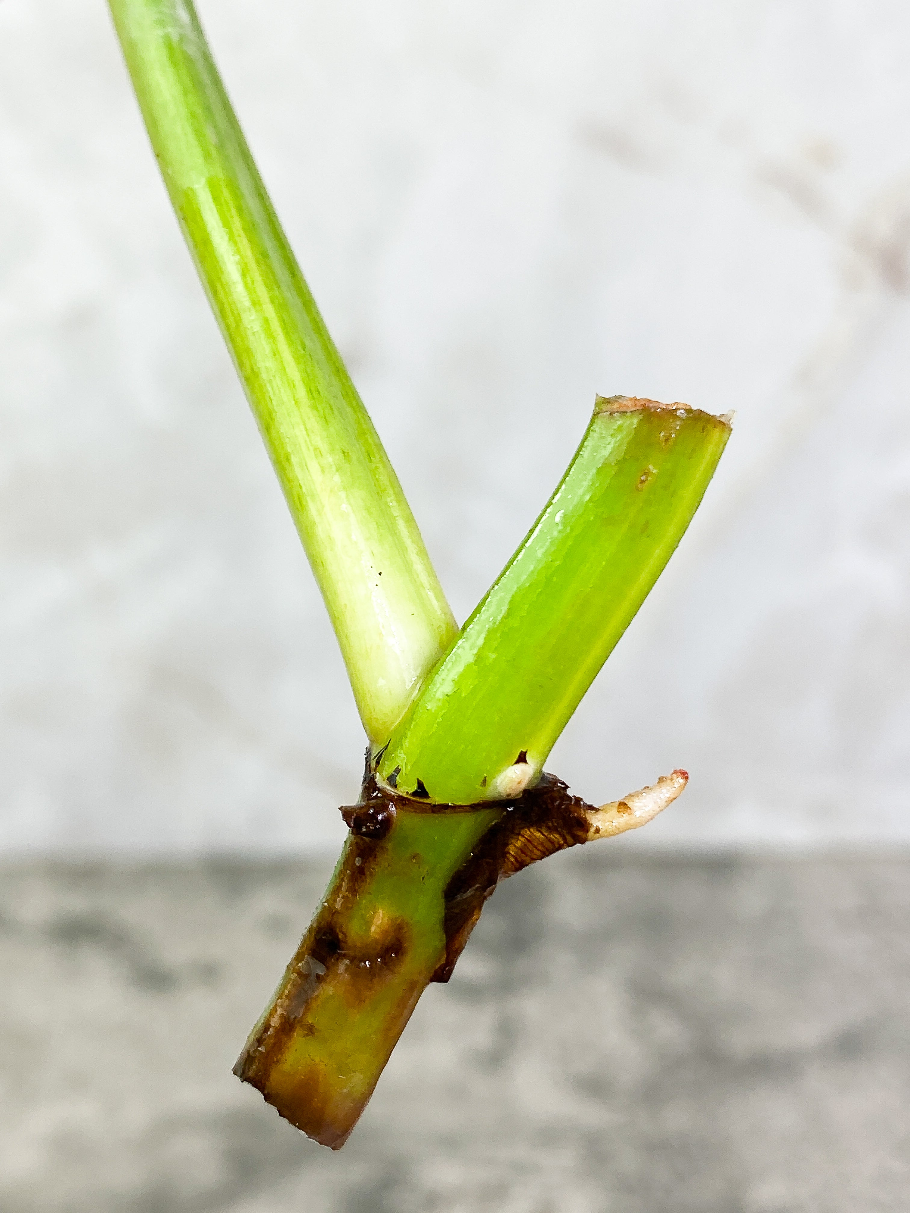 Grower Choice: Philodendron Ring of Fire 1 leaf Rooting