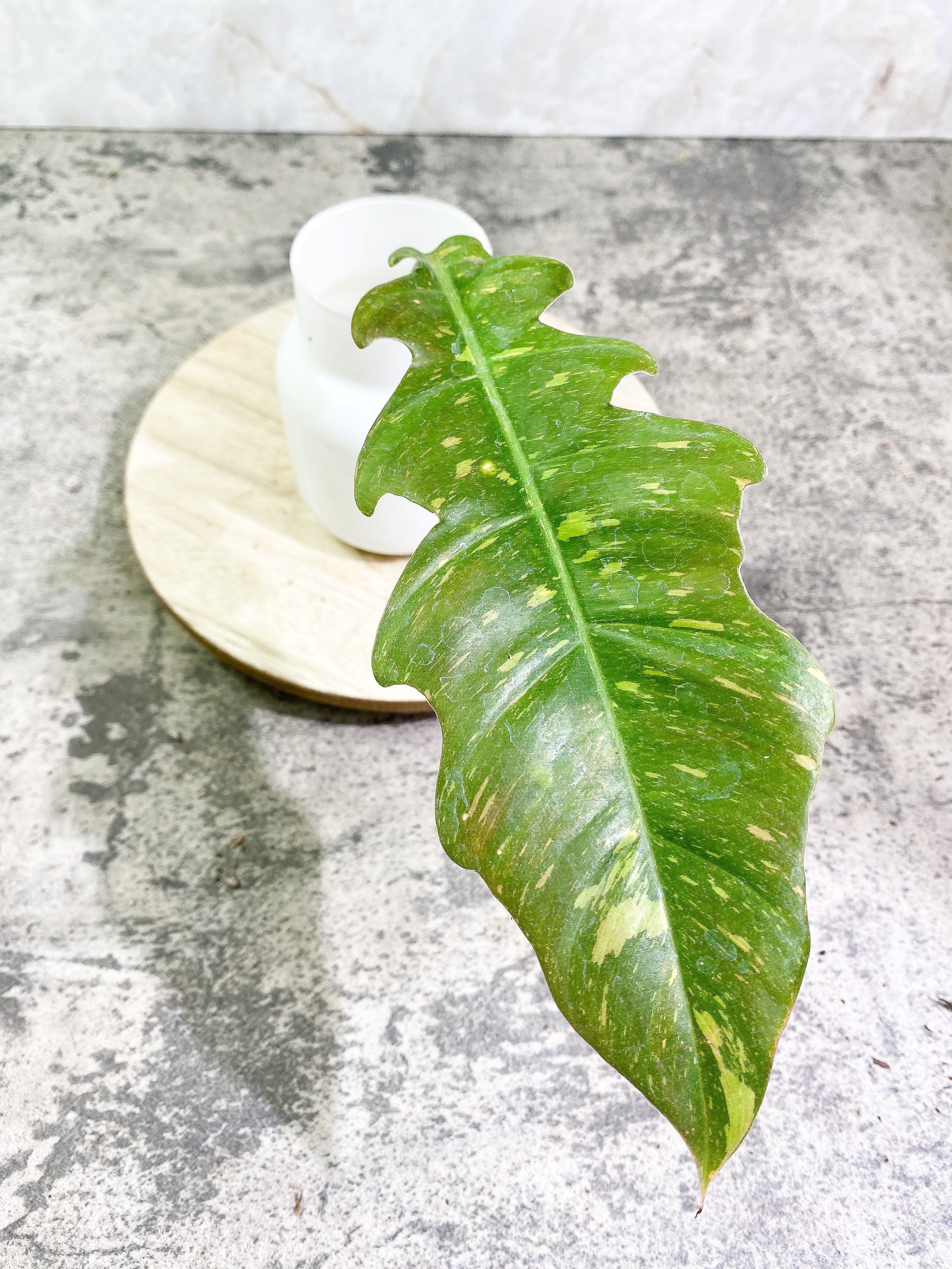 Grower Choice: Philodendron Ring of Fire 1 leaf Rooting