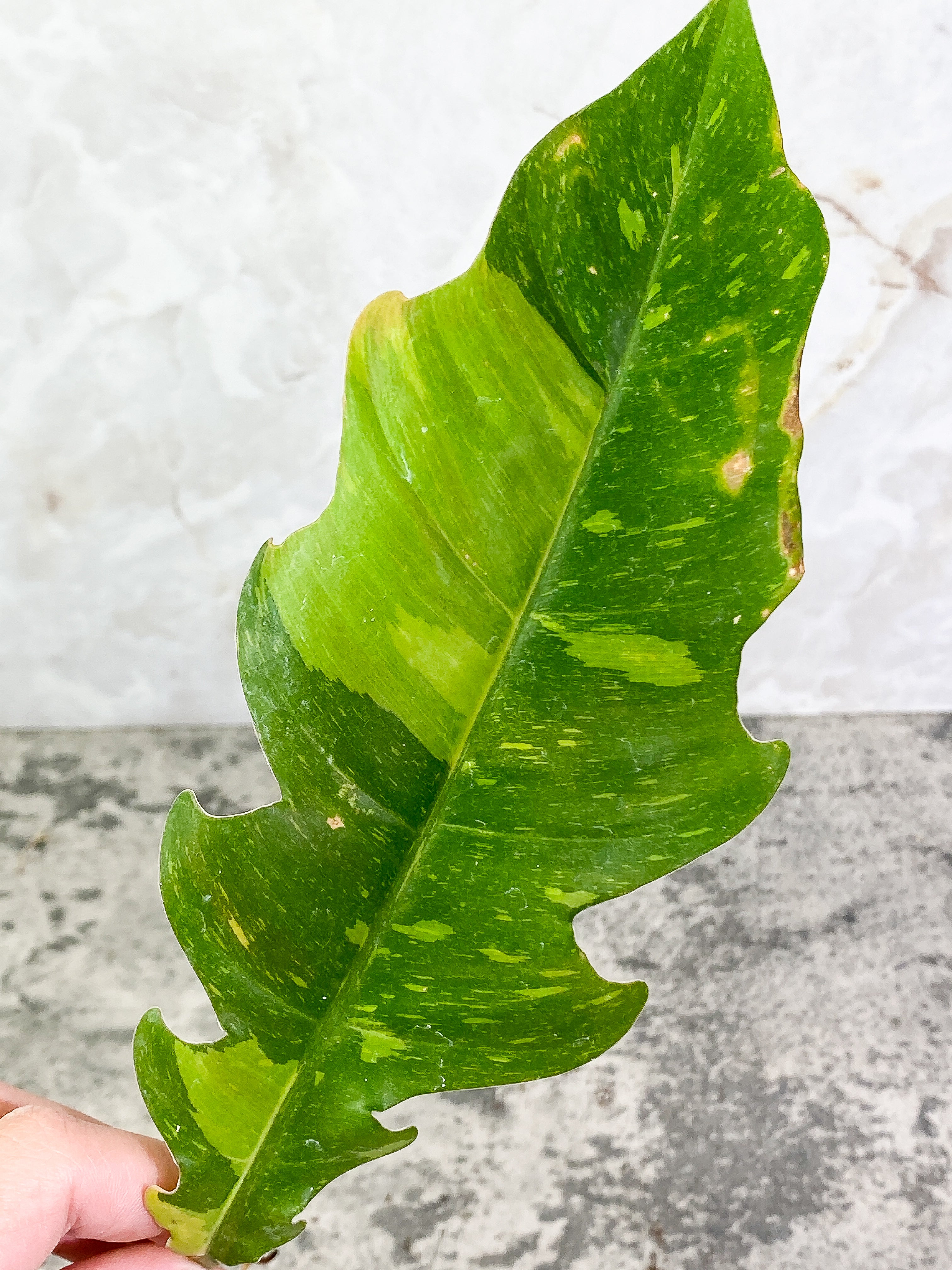 Philodendron Ring of Fire 1 leaf Rooting