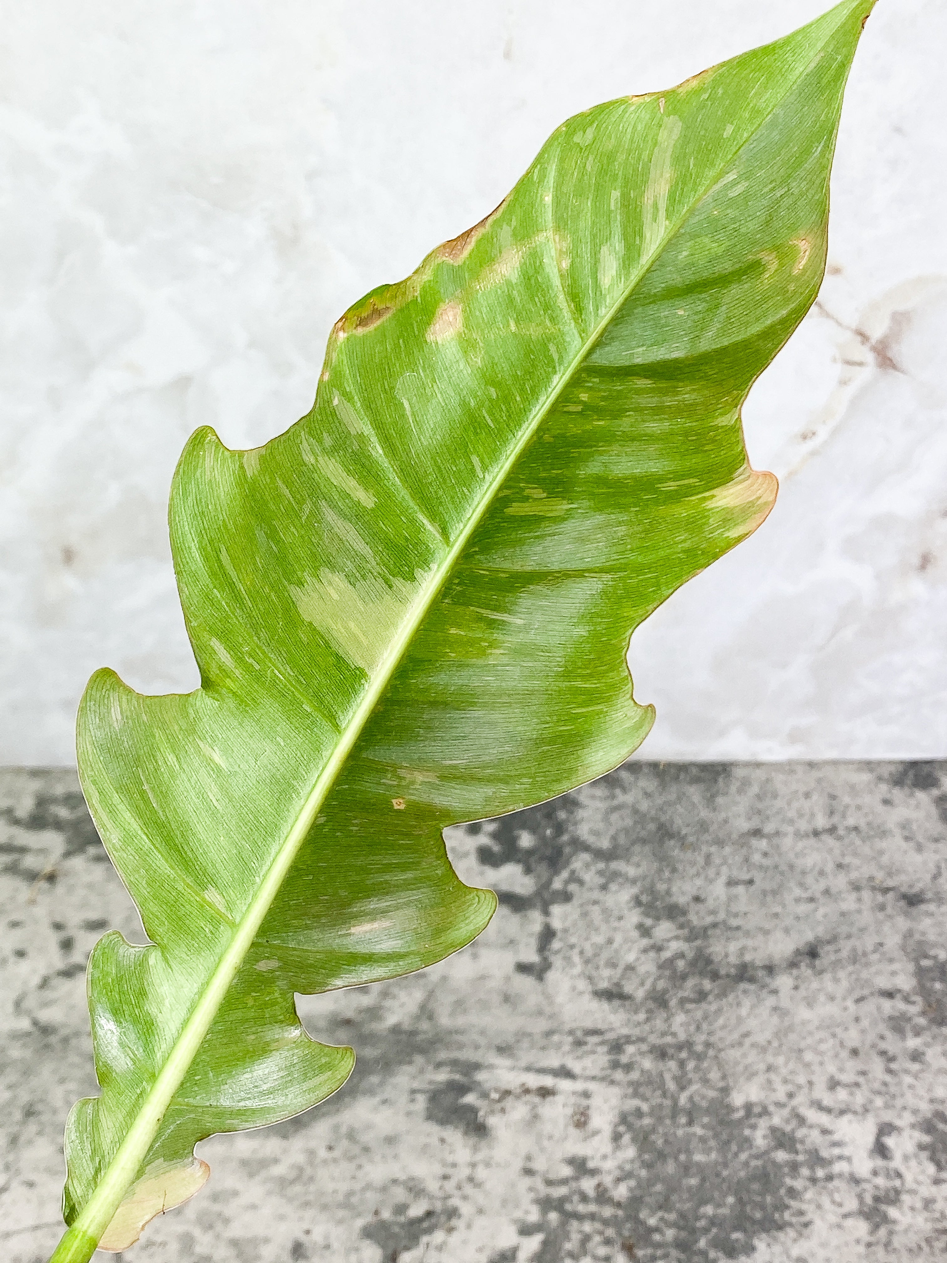 Philodendron Ring of Fire 1 leaf Rooting