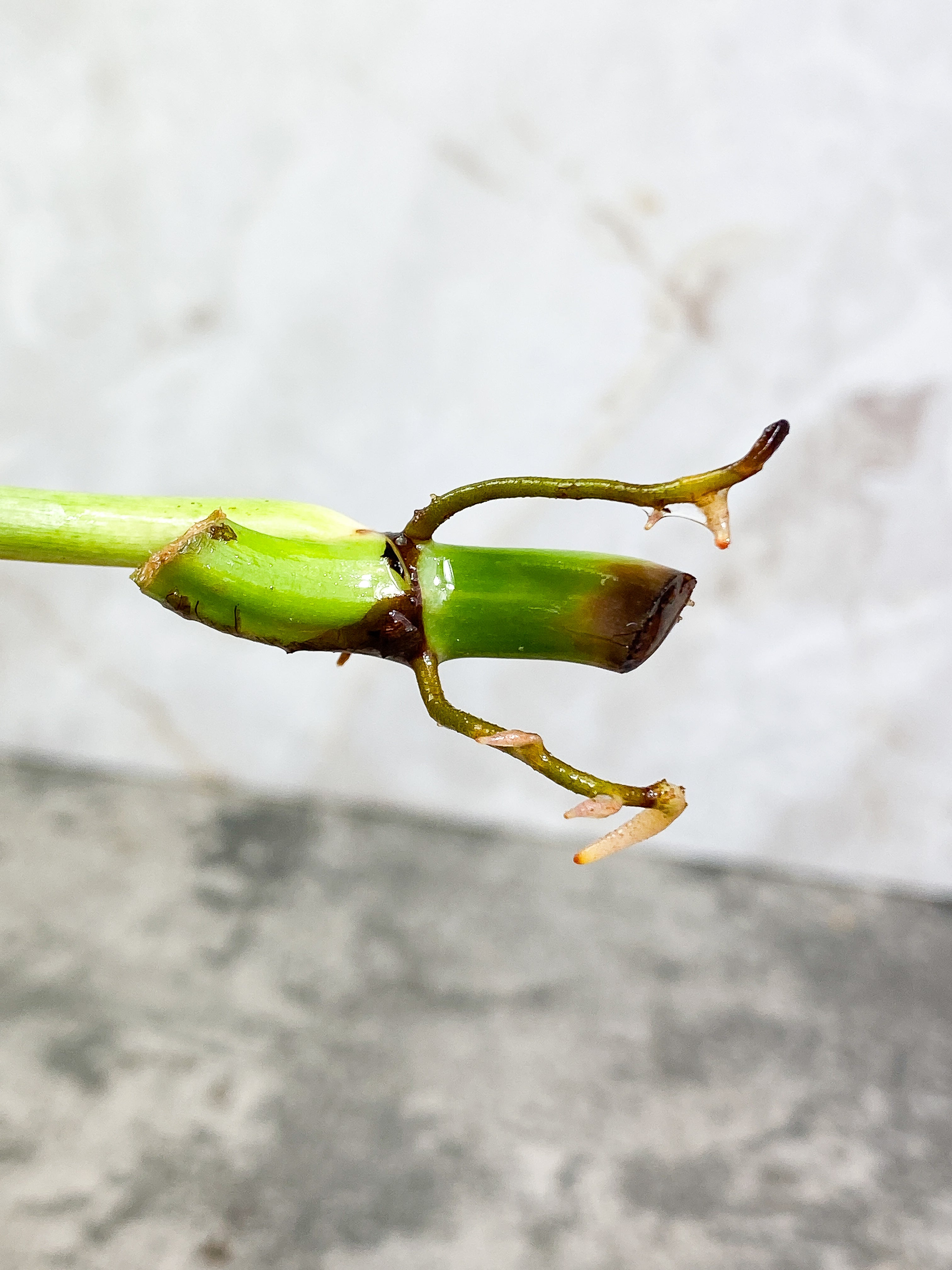 Philodendron Ring of Fire 1 leaf Rooting