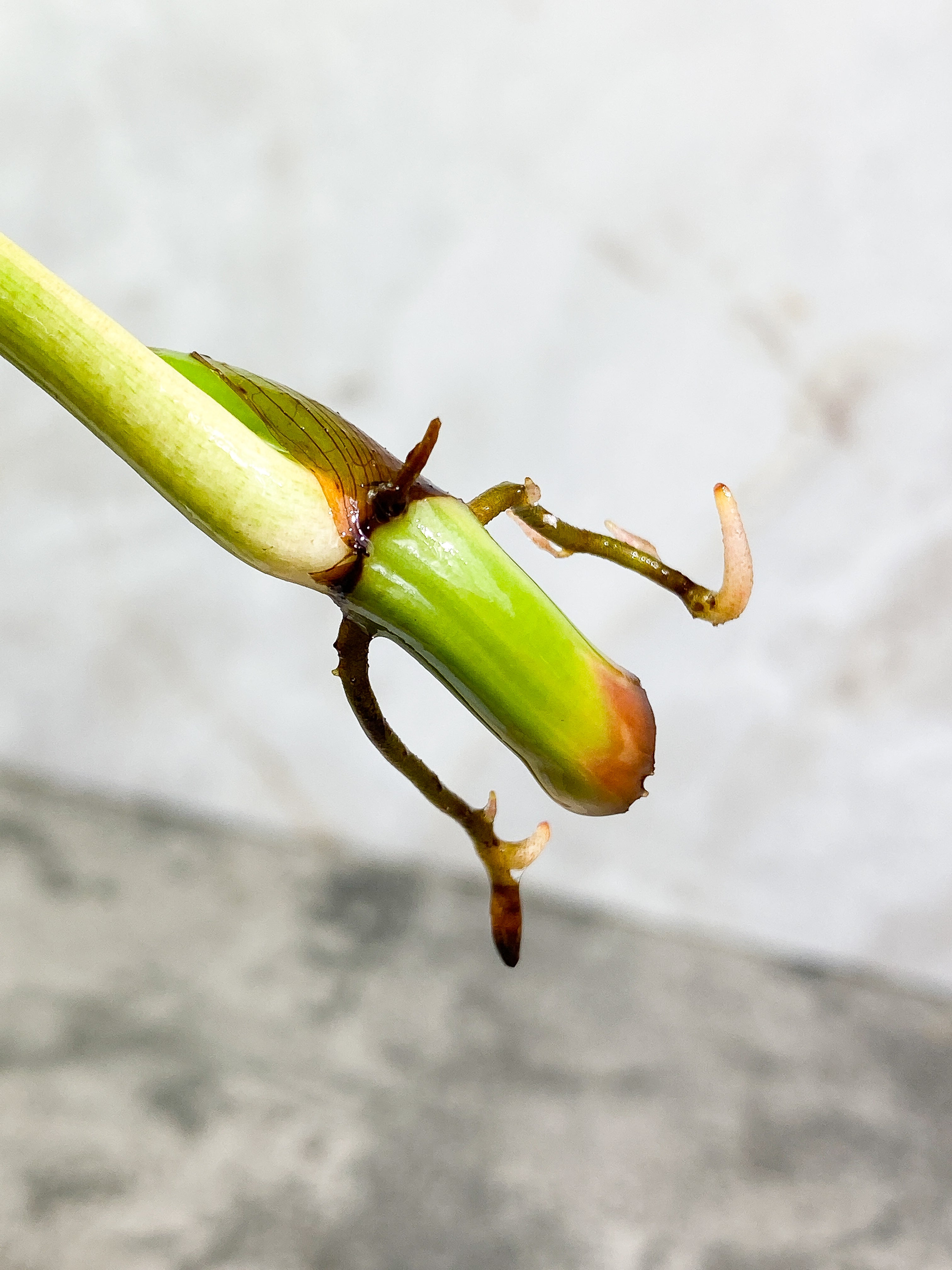 Philodendron Ring of Fire 1 leaf Rooting