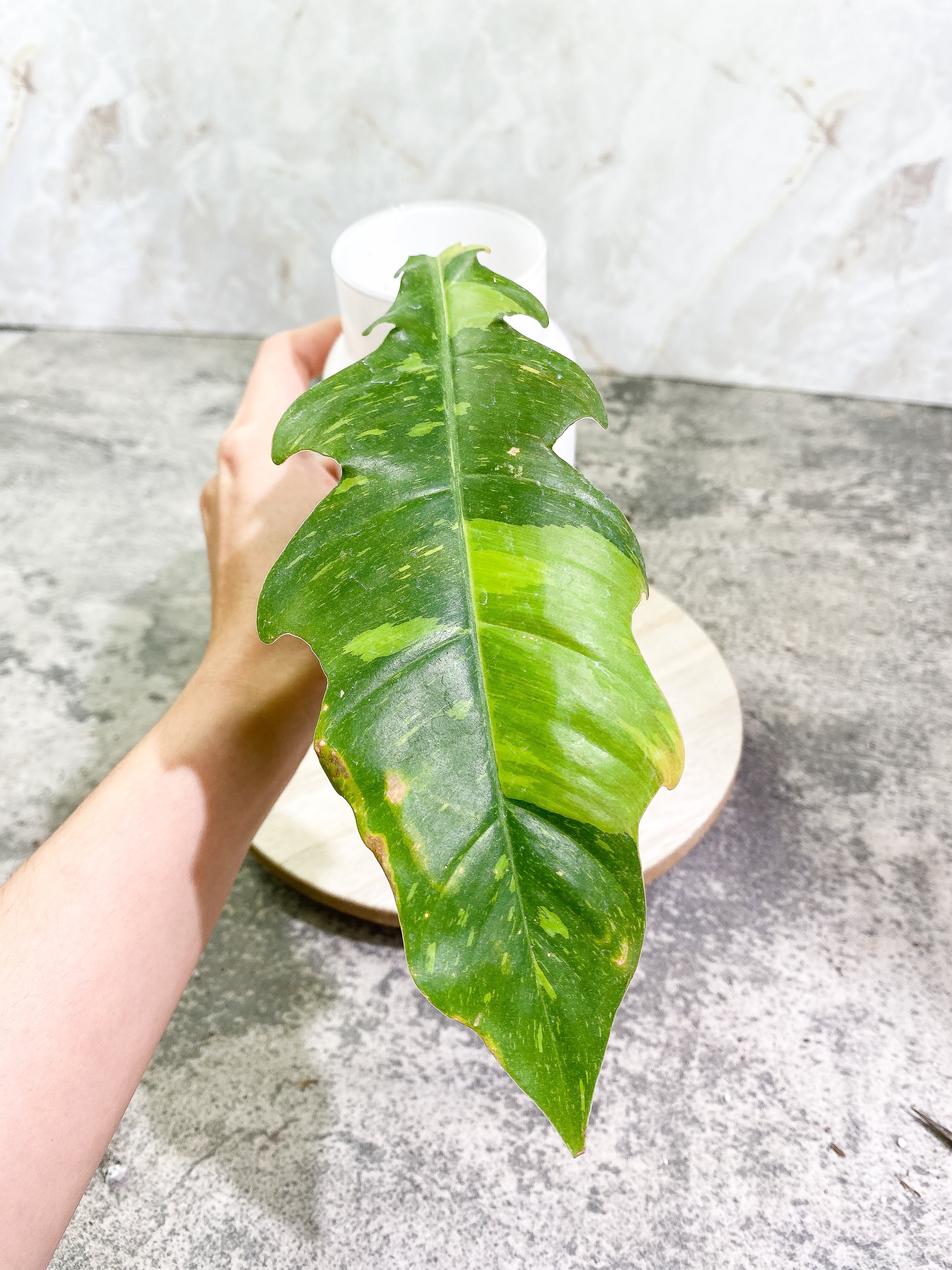 Philodendron Ring of Fire 1 leaf Rooting