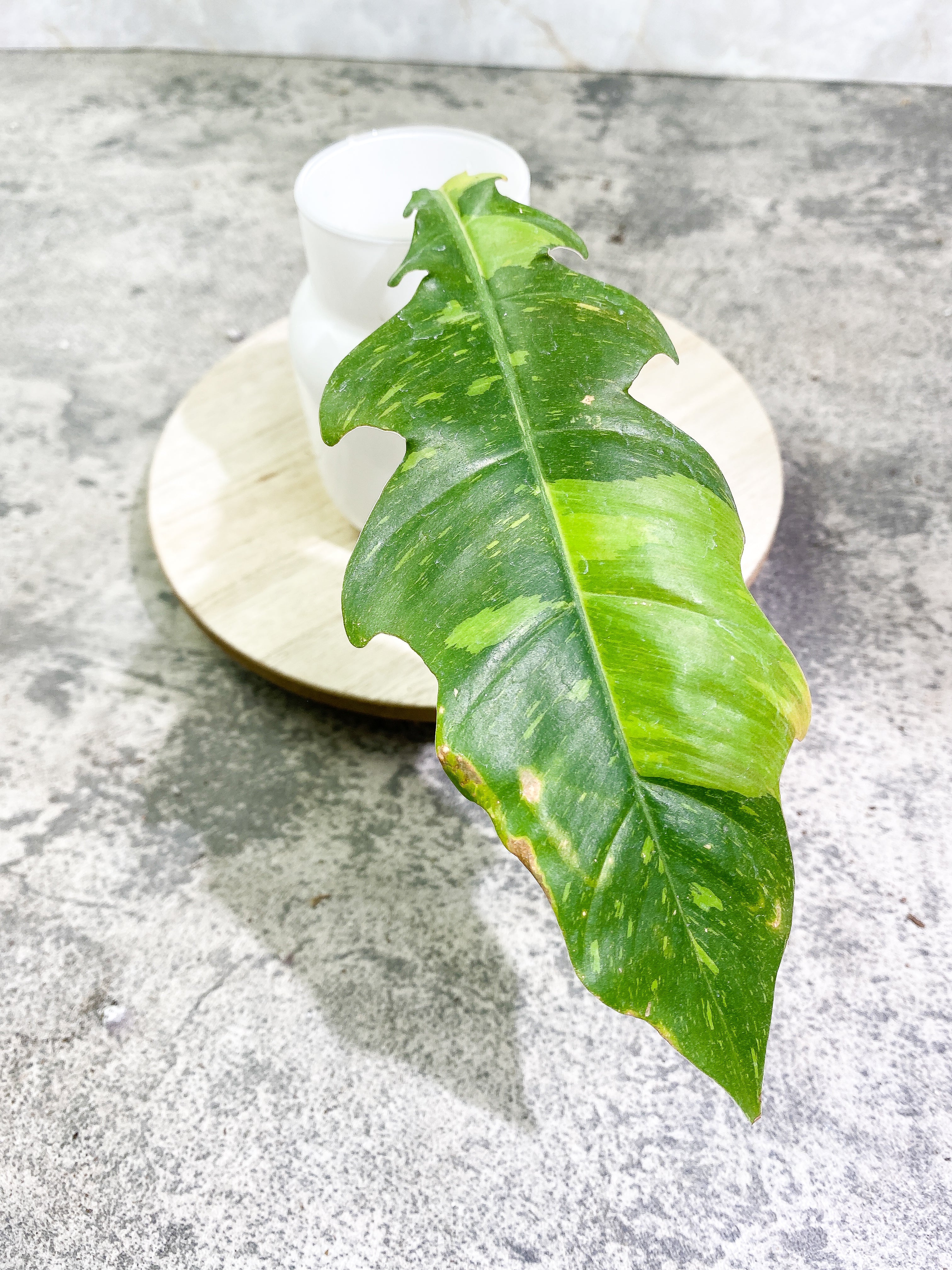 Philodendron Ring of Fire 1 leaf Rooting