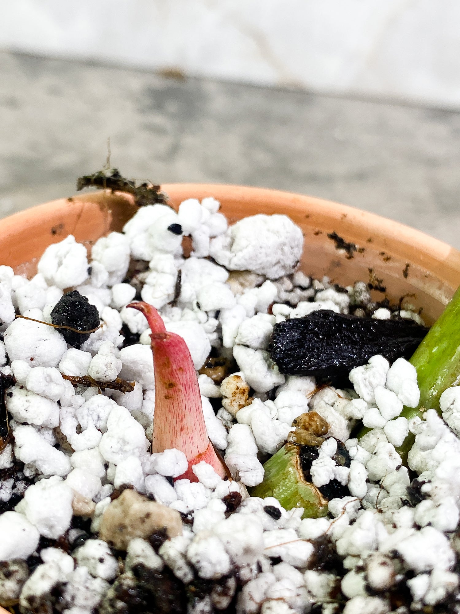 Philodendron SnowDrifts 1 sprout slightly rooted
