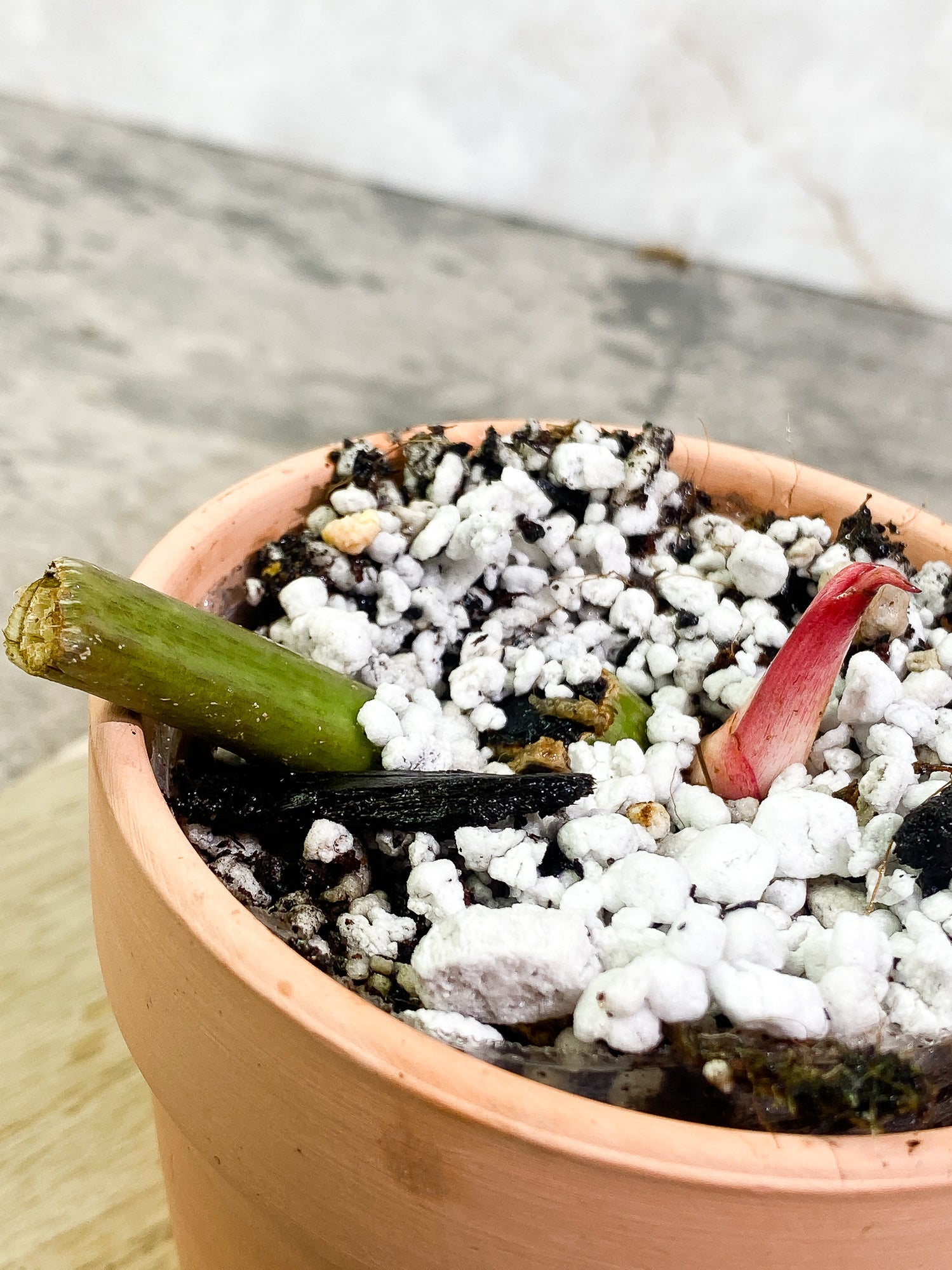 Philodendron SnowDrifts 1 sprout slightly rooted