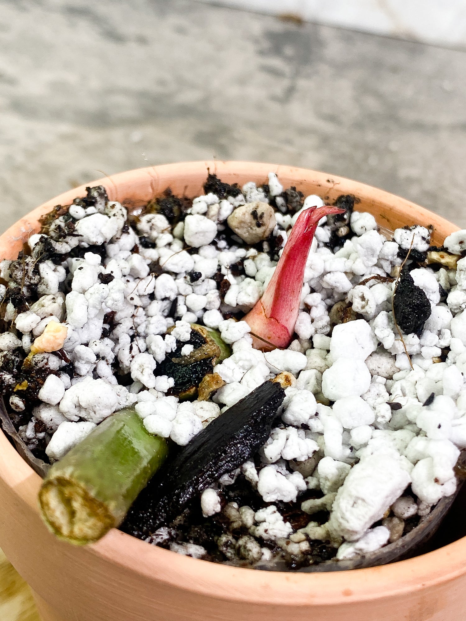 Philodendron SnowDrifts 1 sprout slightly rooted