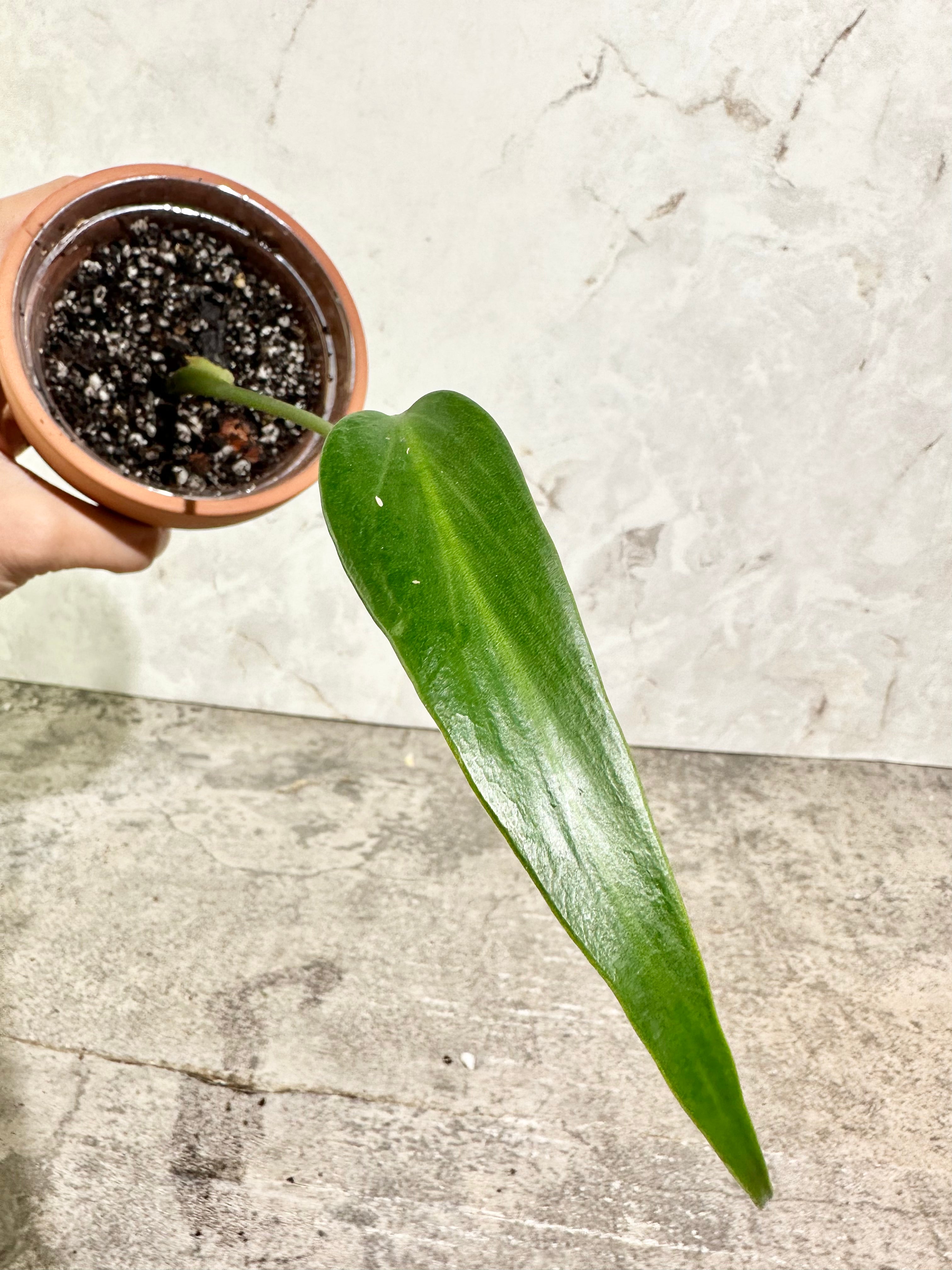 Monstera burle Marx Flame slightly rooted 1 leaf